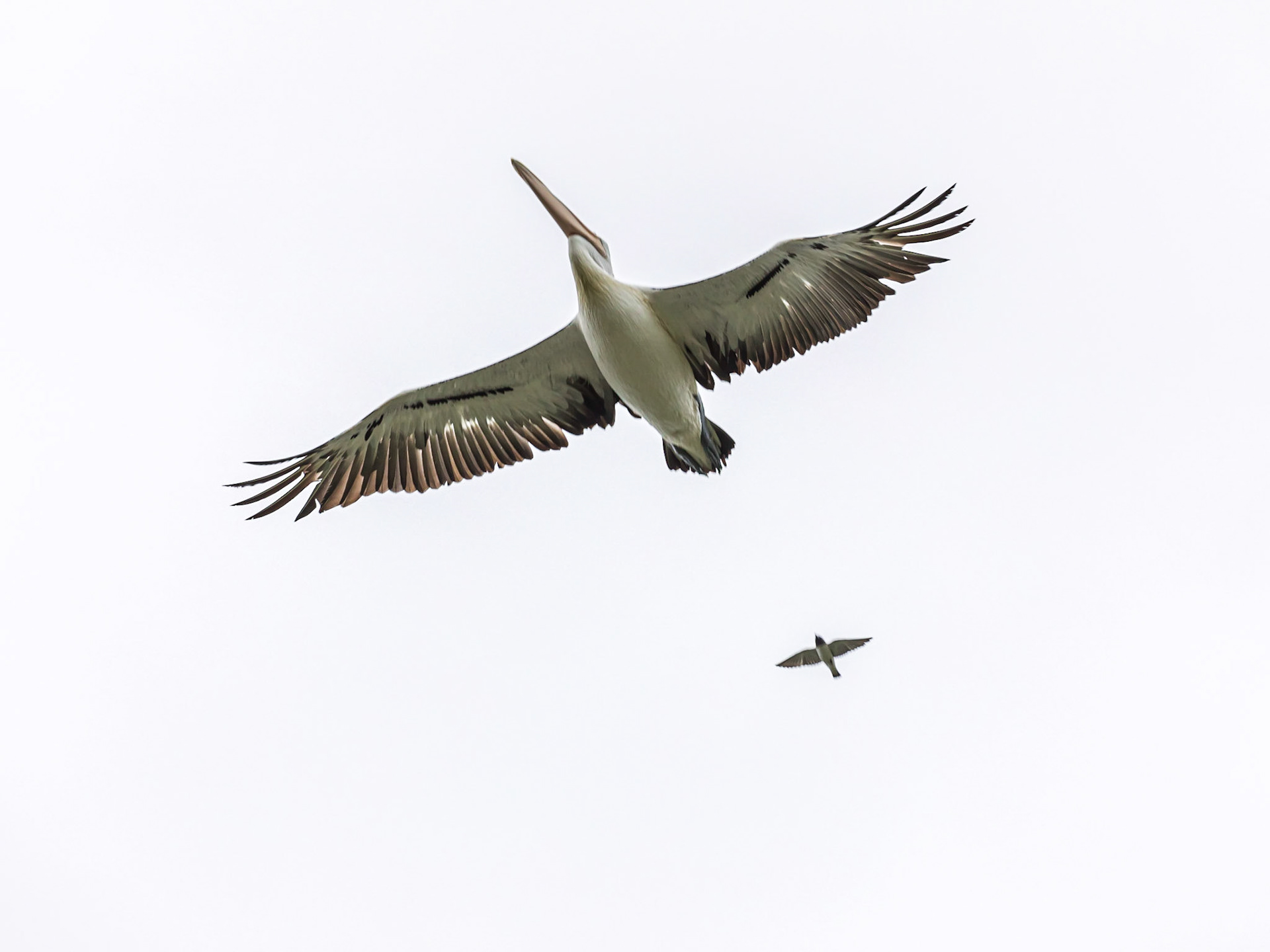 A pelican harried by smaller bird