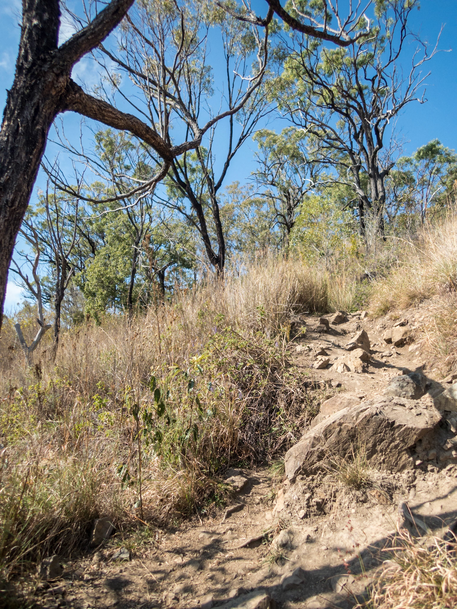 On the trail starting on the ascent up Mount Walsh