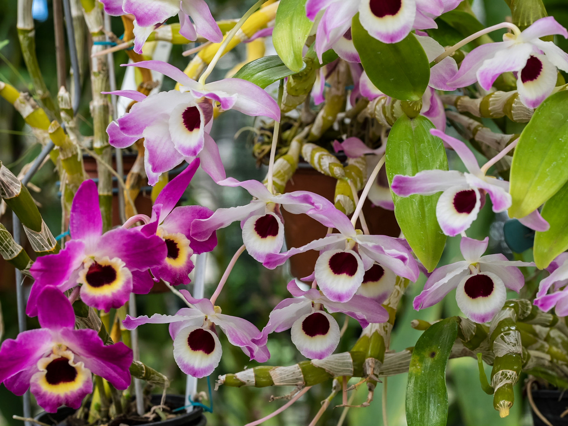 In the Orchid House, Hervey Bay Botanic Gardens