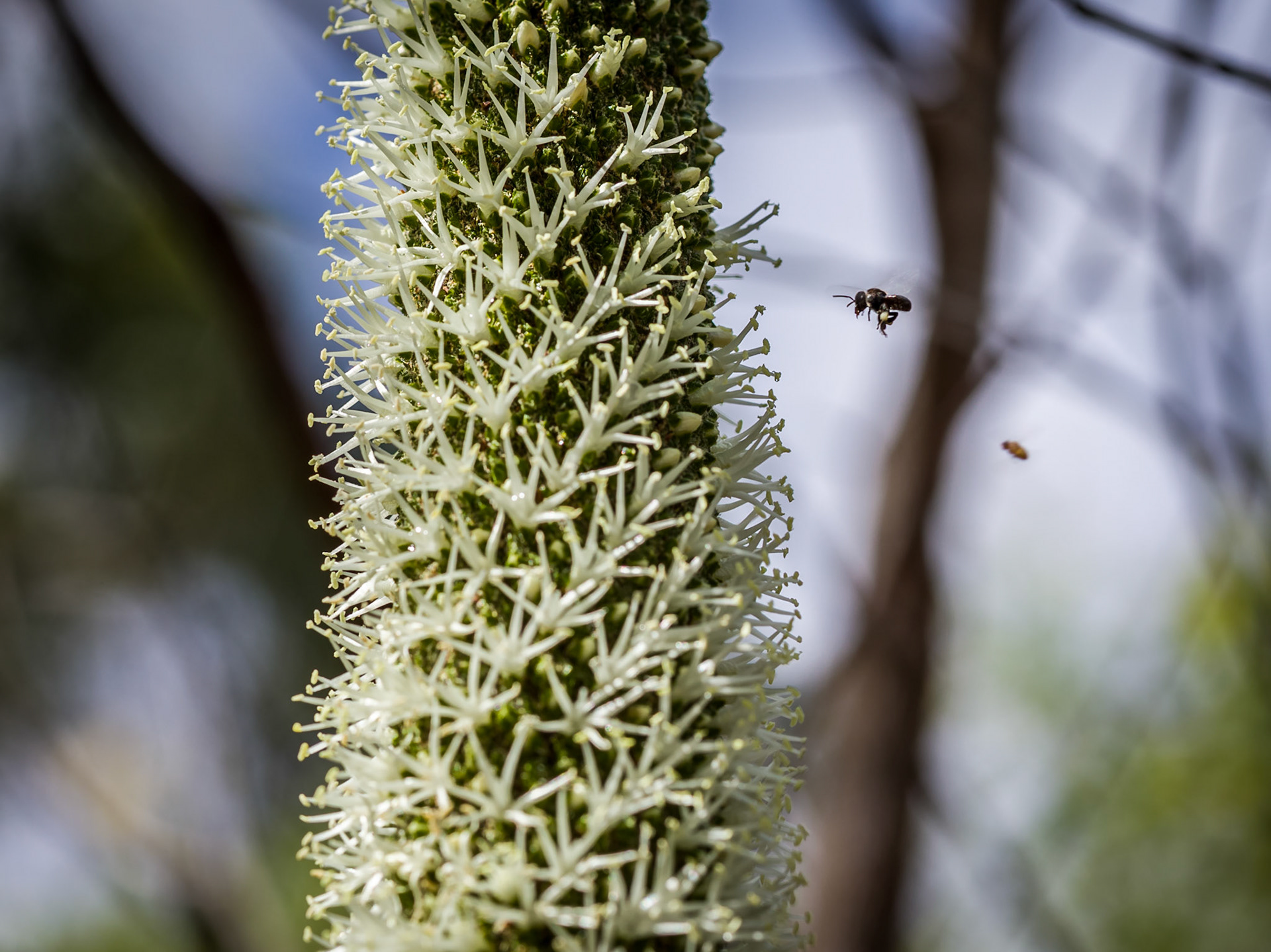Xanthorrhoea flower spike and bees