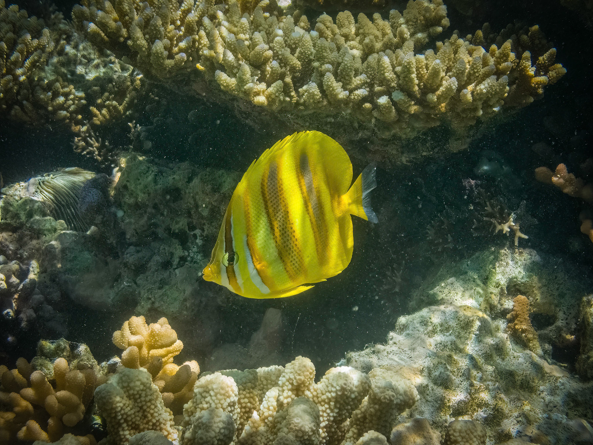 Coral reef in the Lady Musgrave Island lagoon