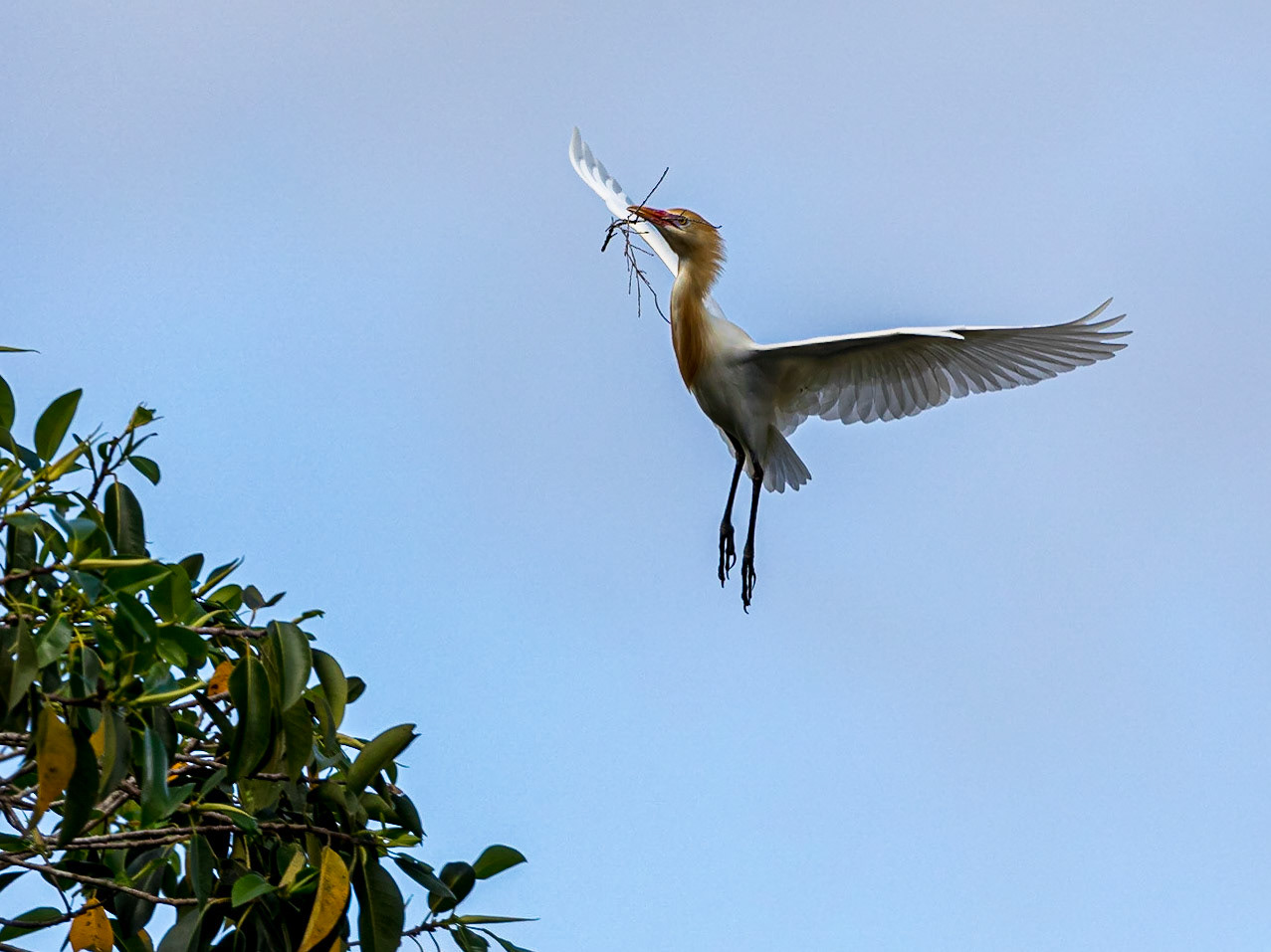 Cattle egret