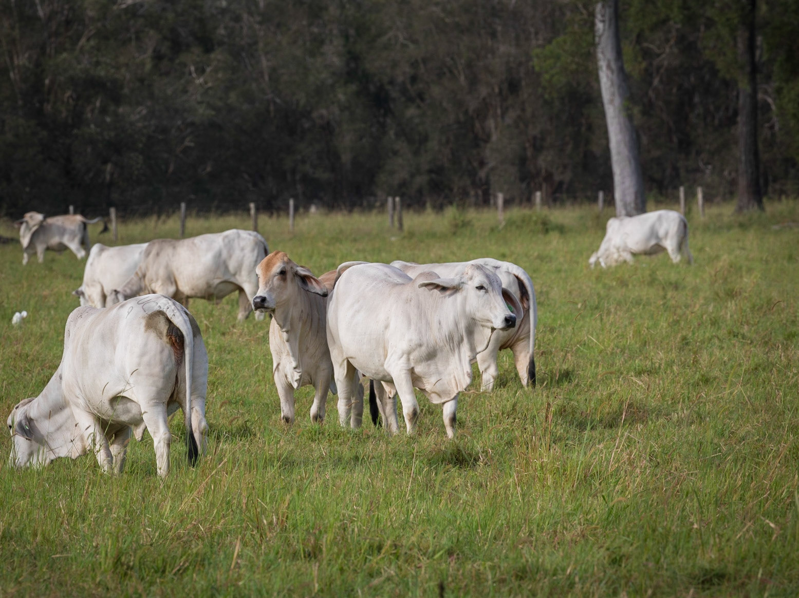 Tandora Station Cattle