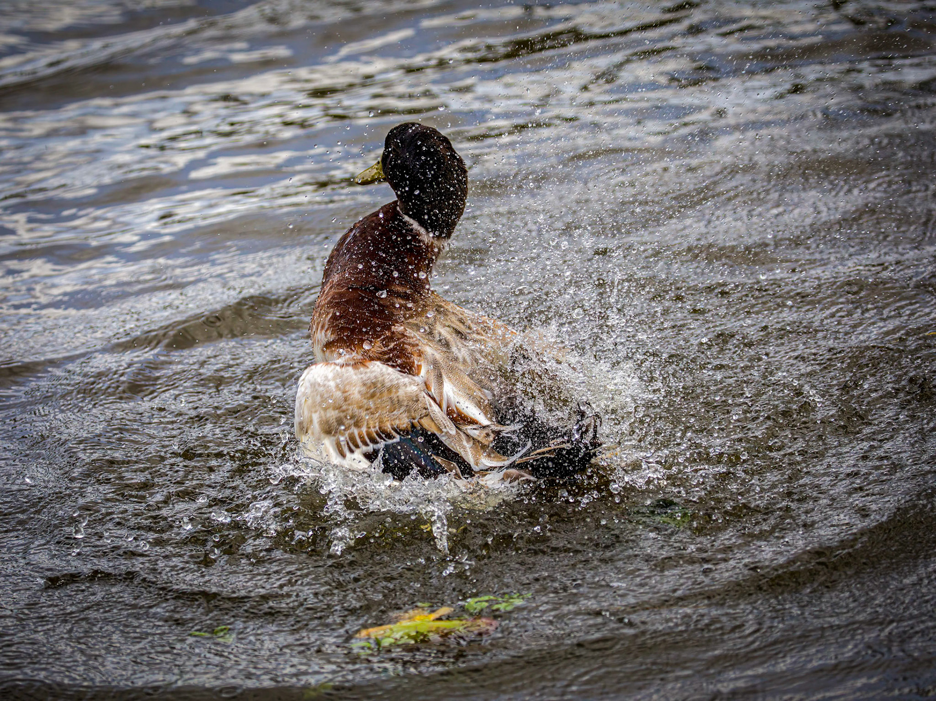 Birds of Hood's Lagoon
