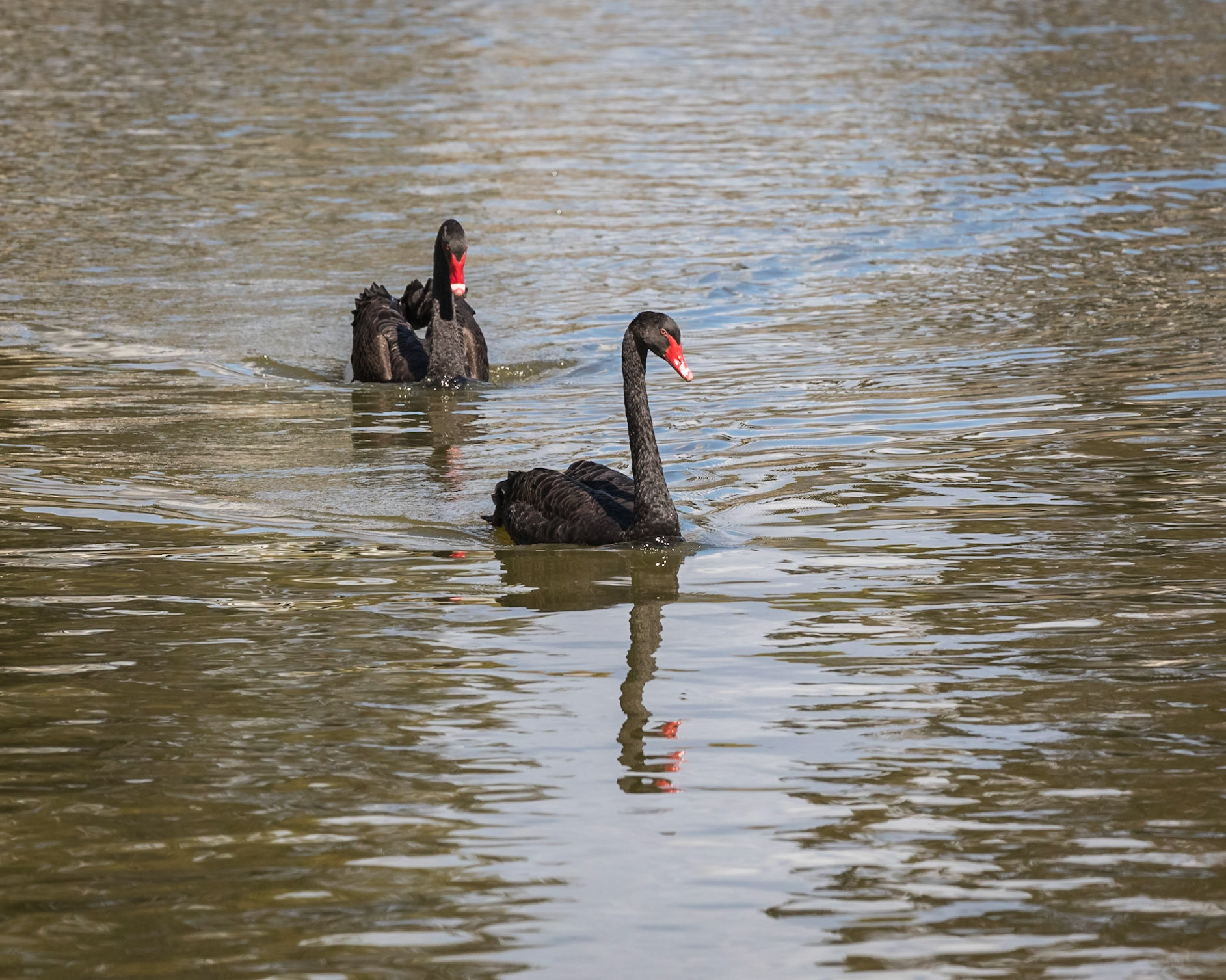 Baldwin Swamp Environment Park
