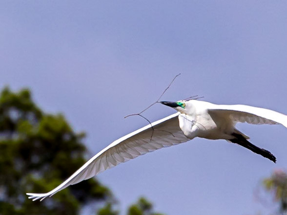 Great Egret