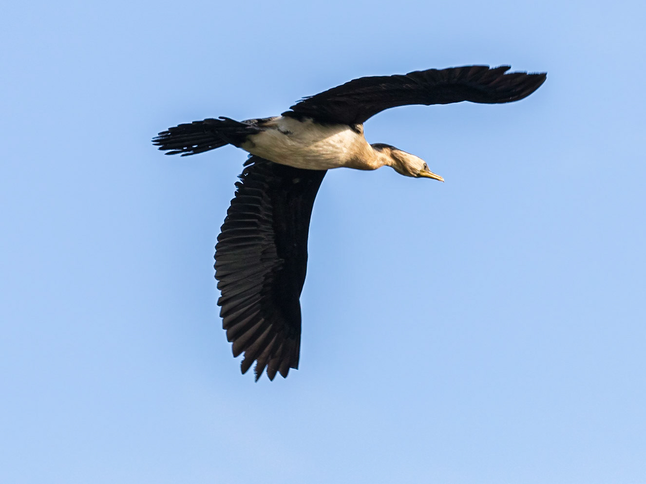 Little Pied Cormorant in flight