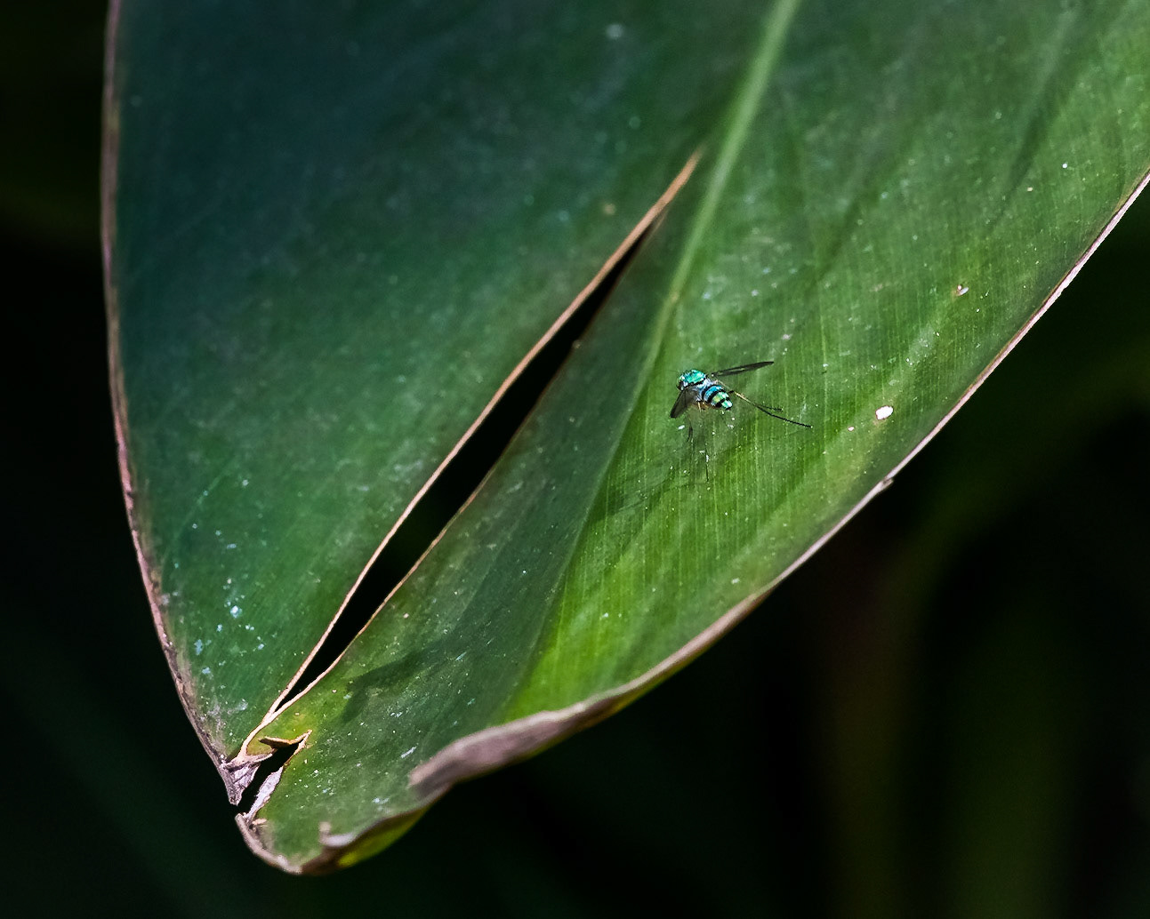 Long-legged fly