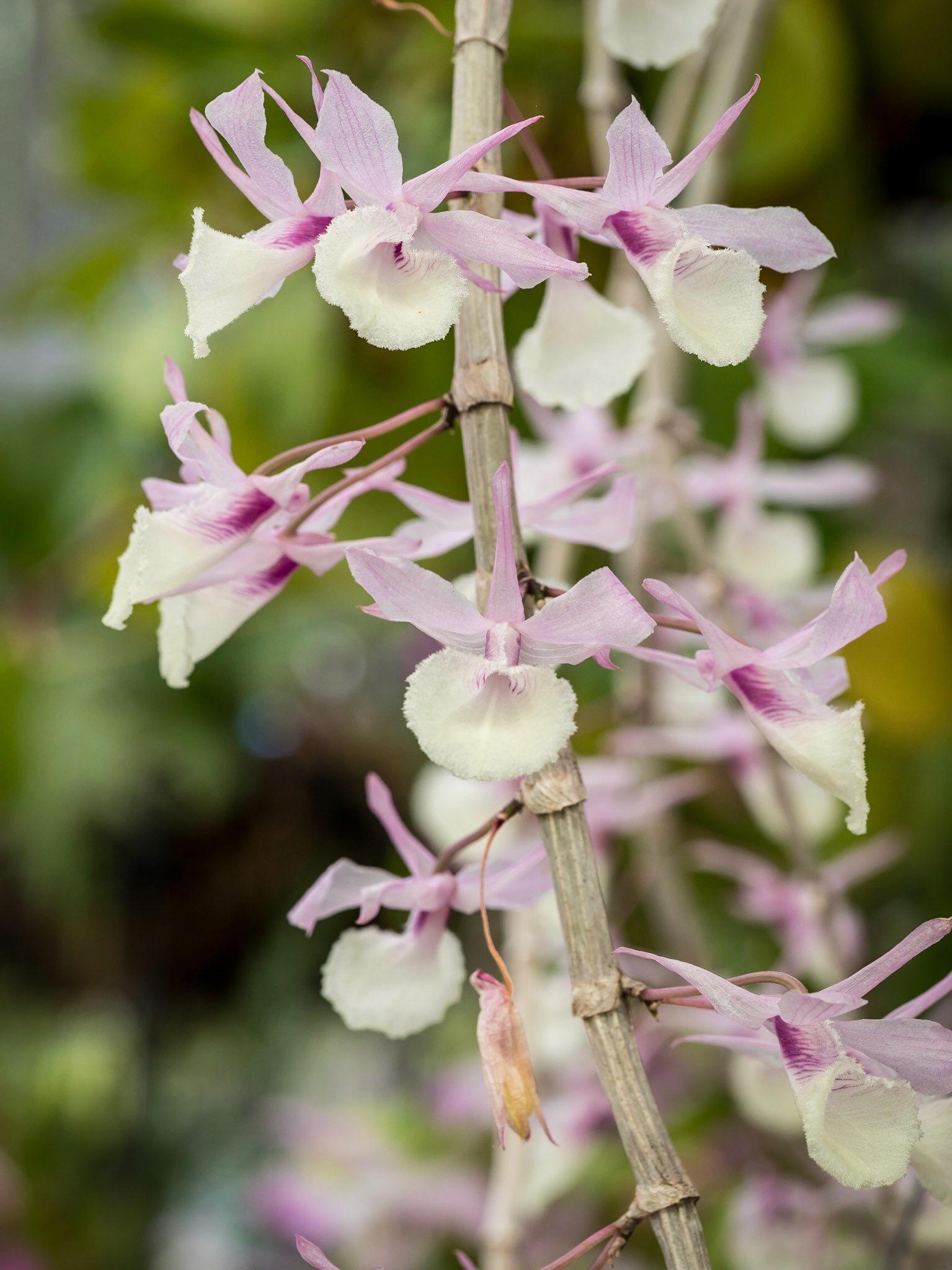 In the Orchid House, Hervey Bay Botanic Gardens