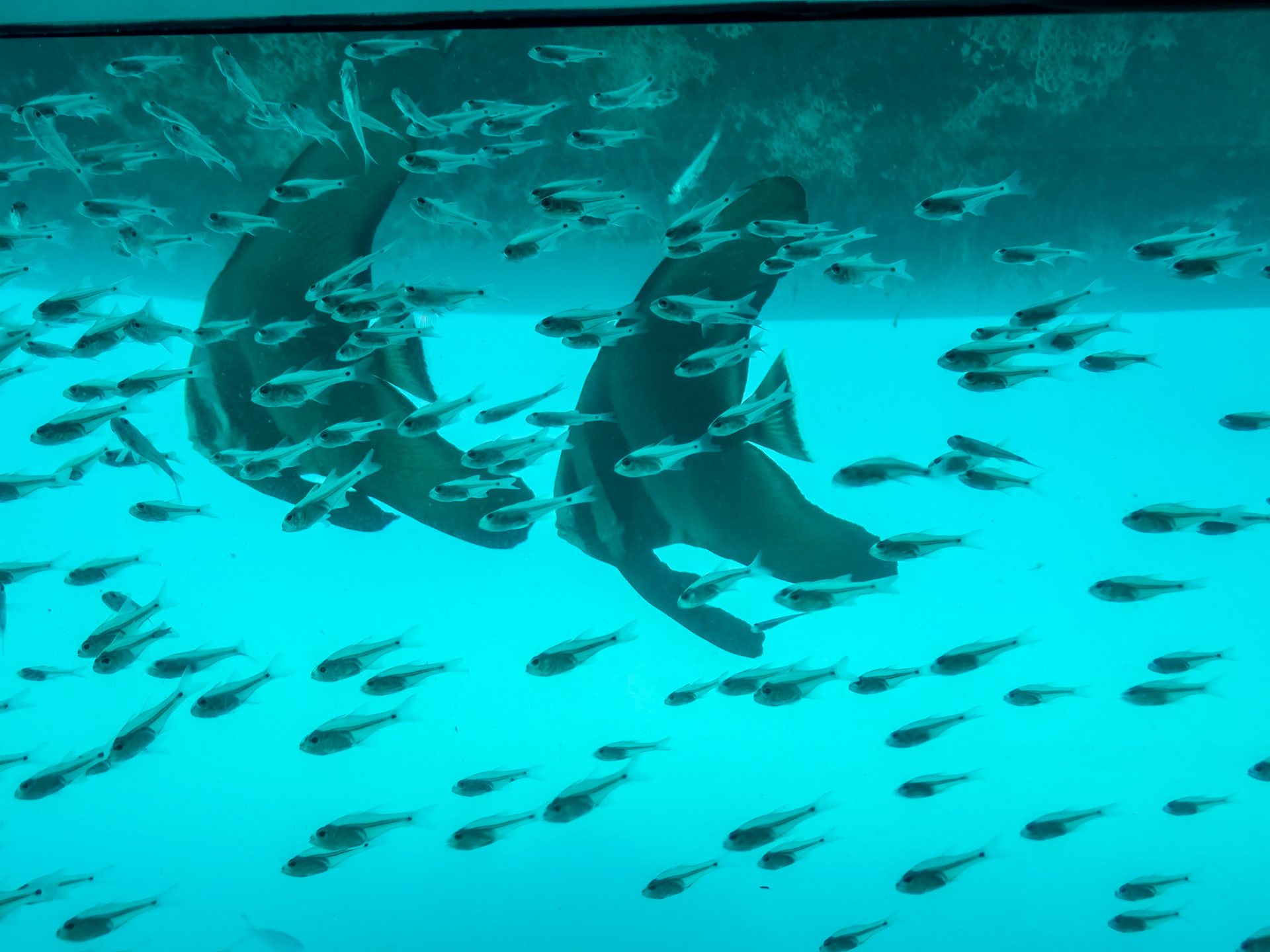 Pair of 'bat fish' with 'glass fish'