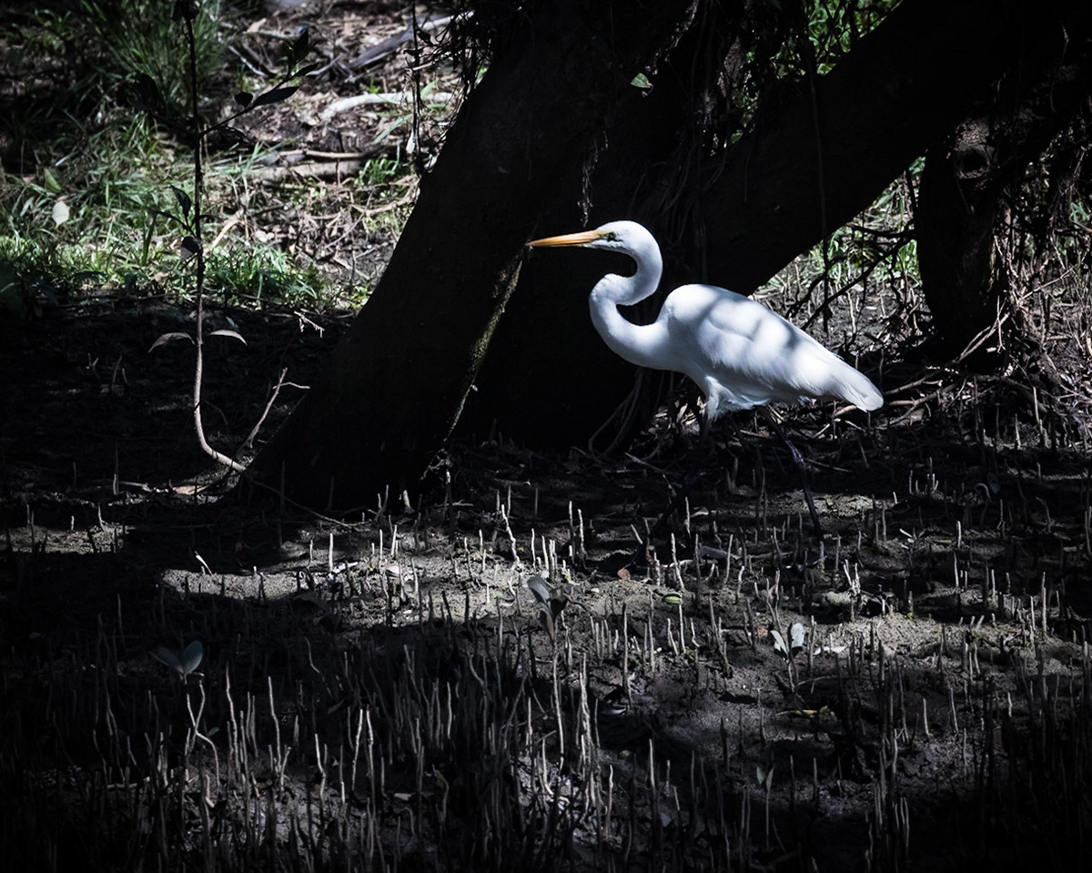 Baldwin Swamp Environment Park