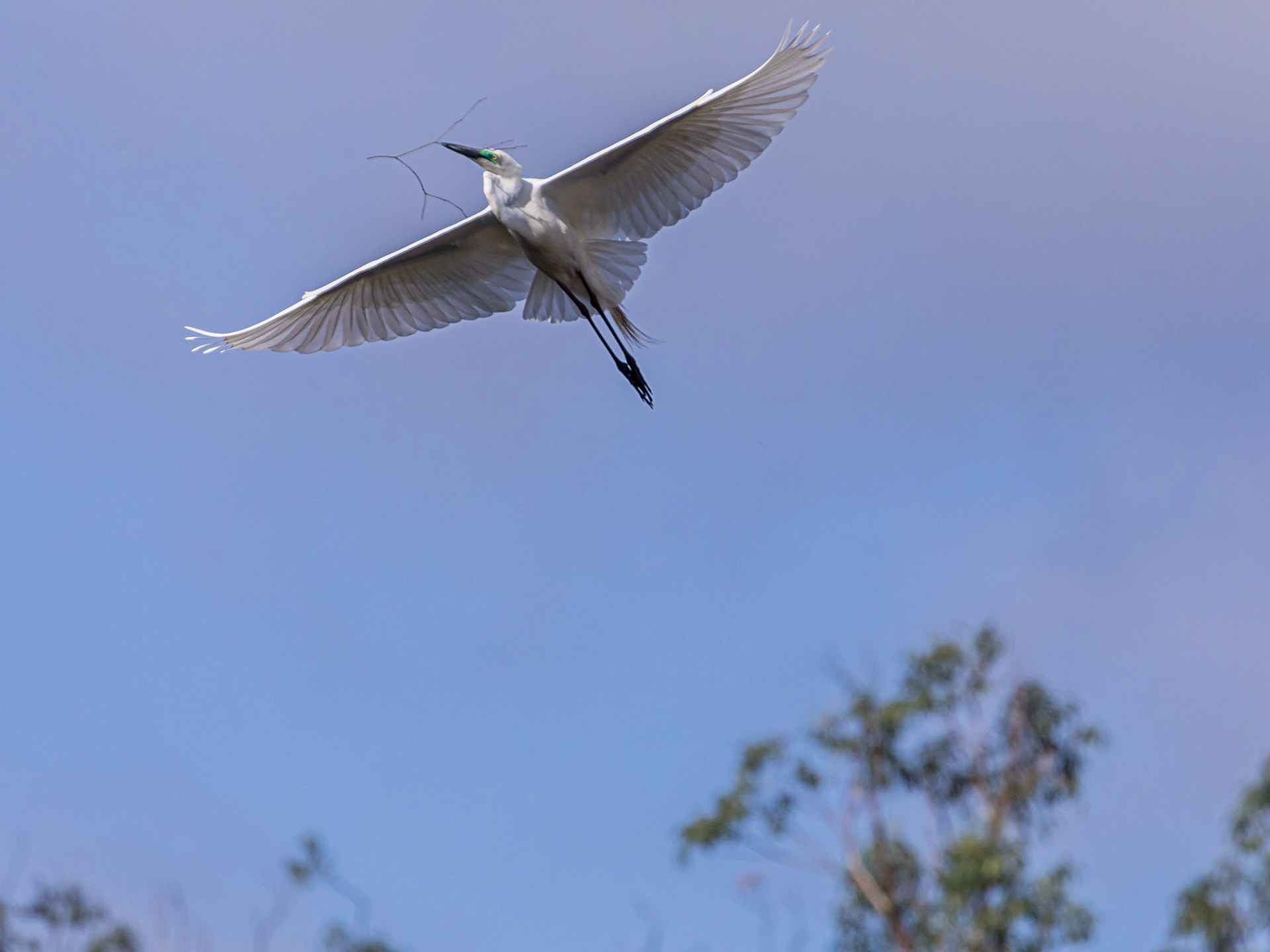 Great Egret