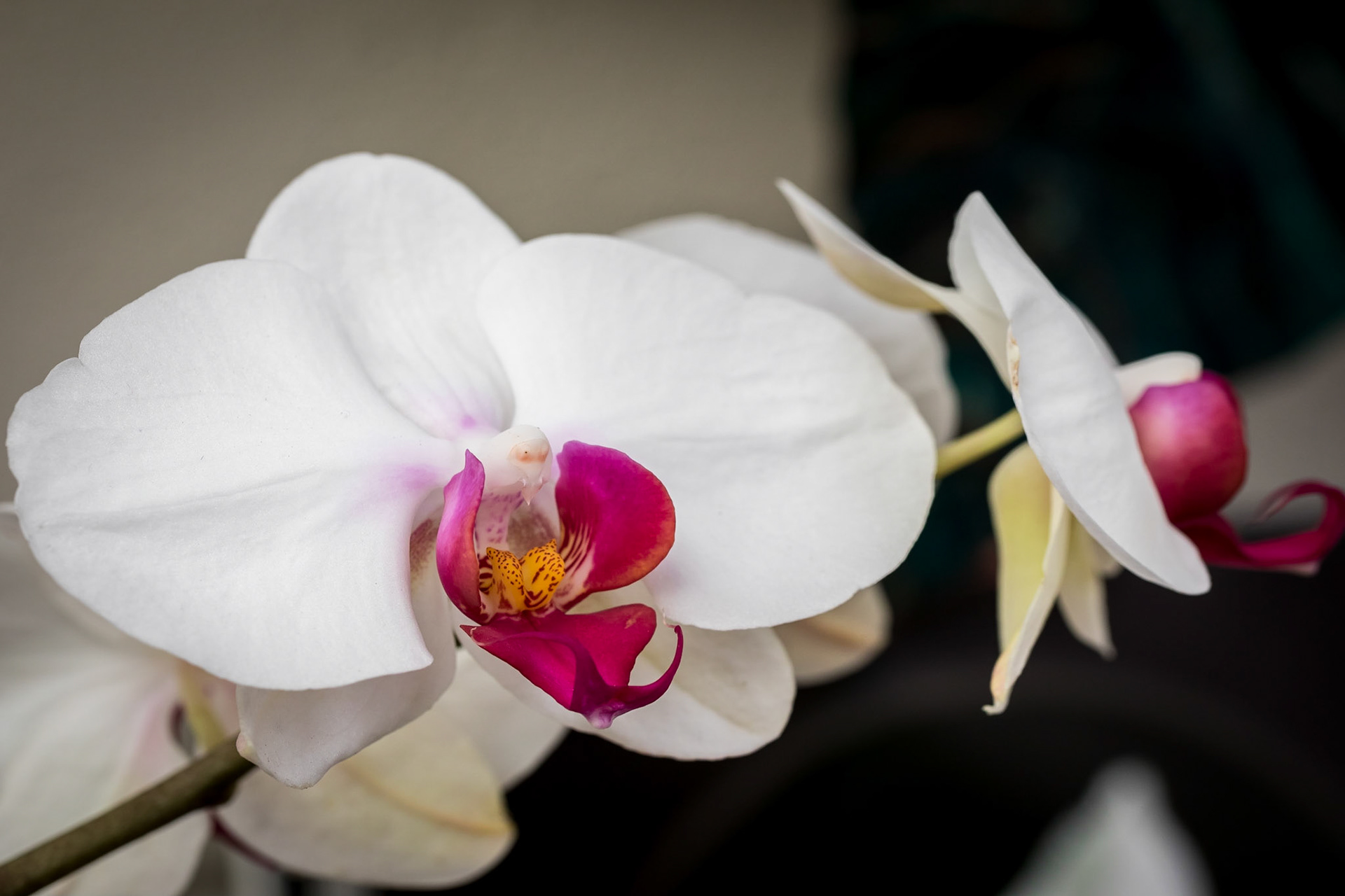 In the Orchid House, Hervey Bay Botanic Gardens