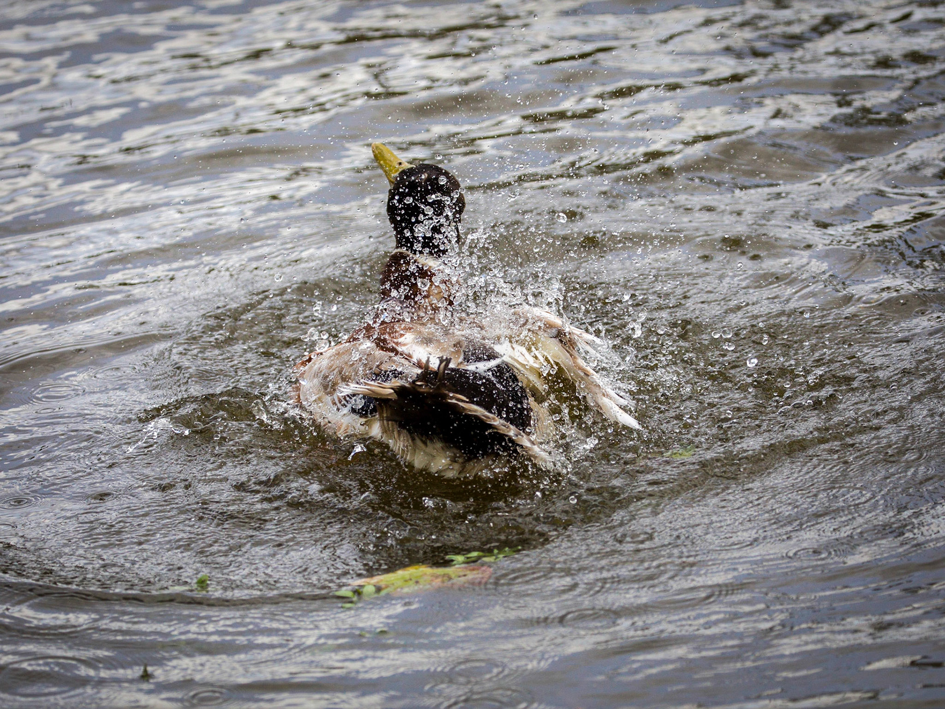 Birds of Hood's Lagoon