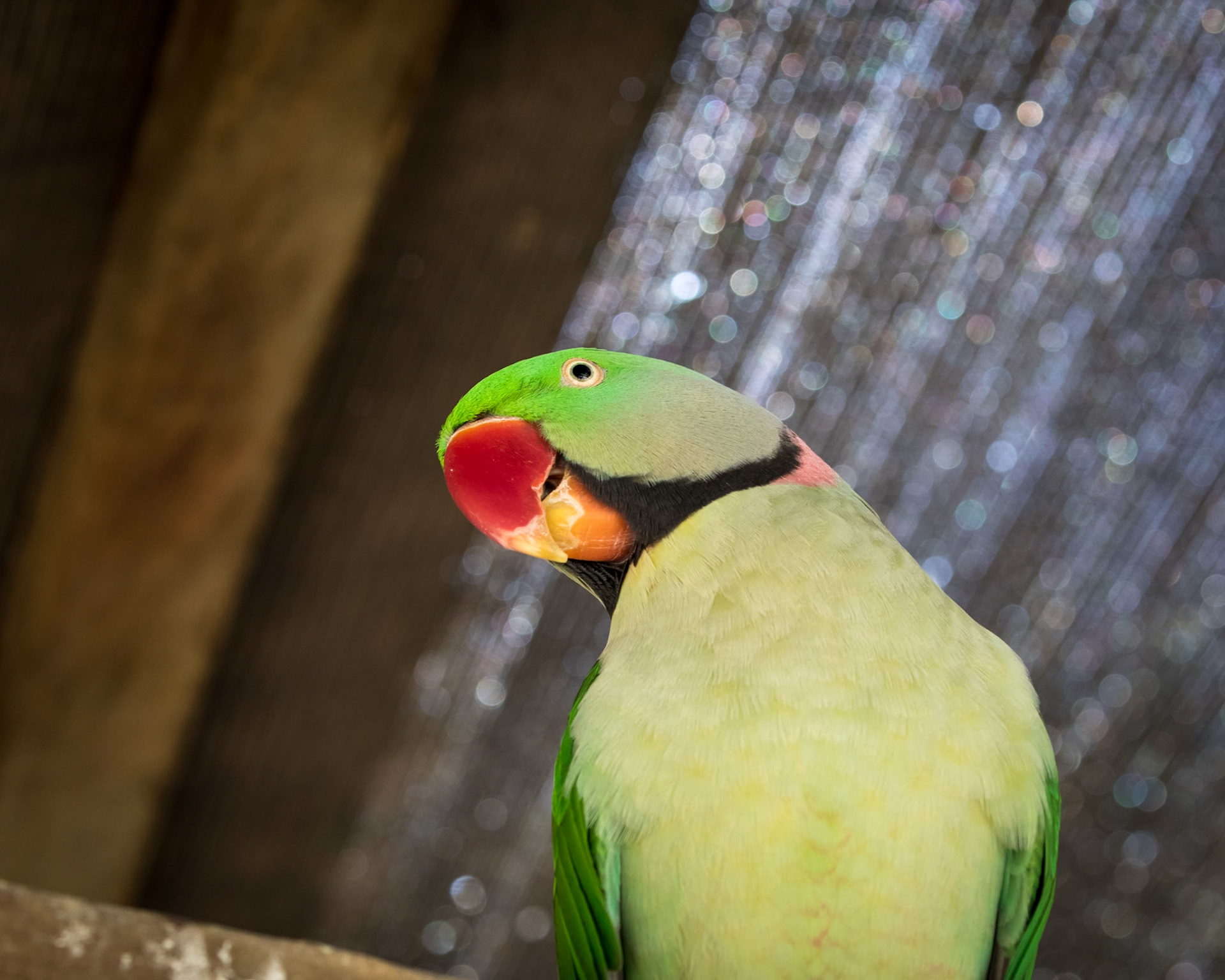 Flying High Bird Sanctuary