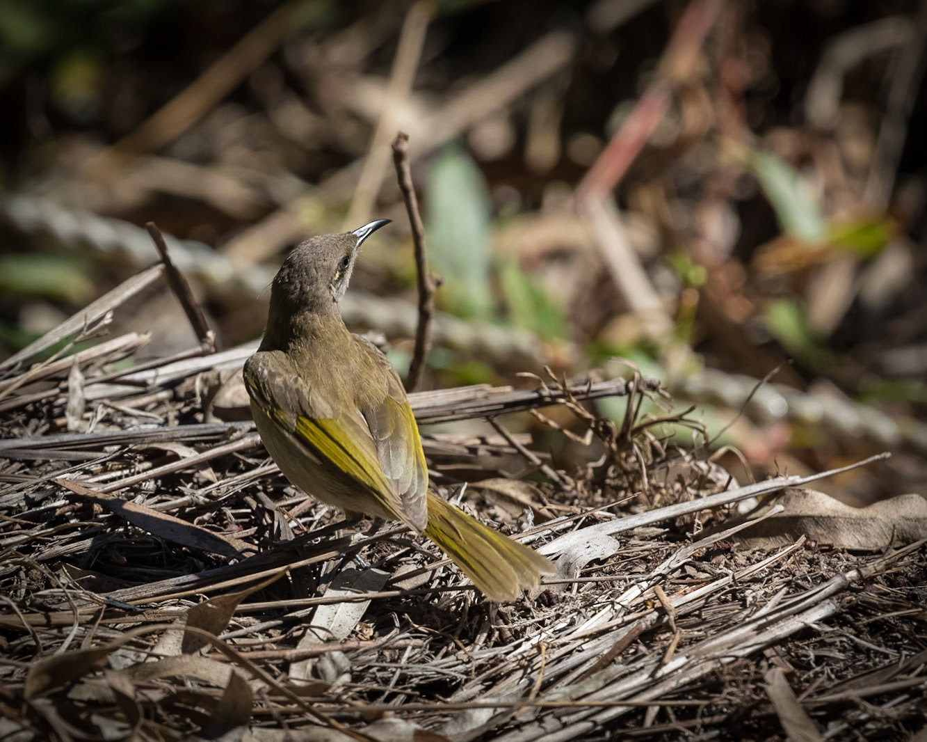 Baldwin Swamp Environment Park
