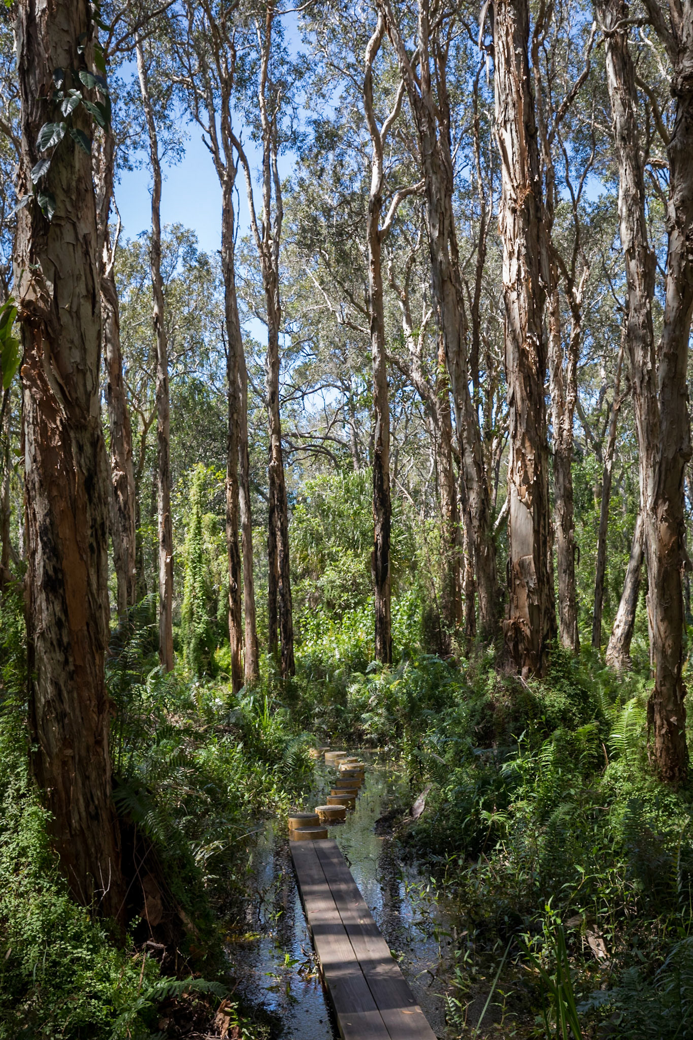 Paperbark Forest (19/4)