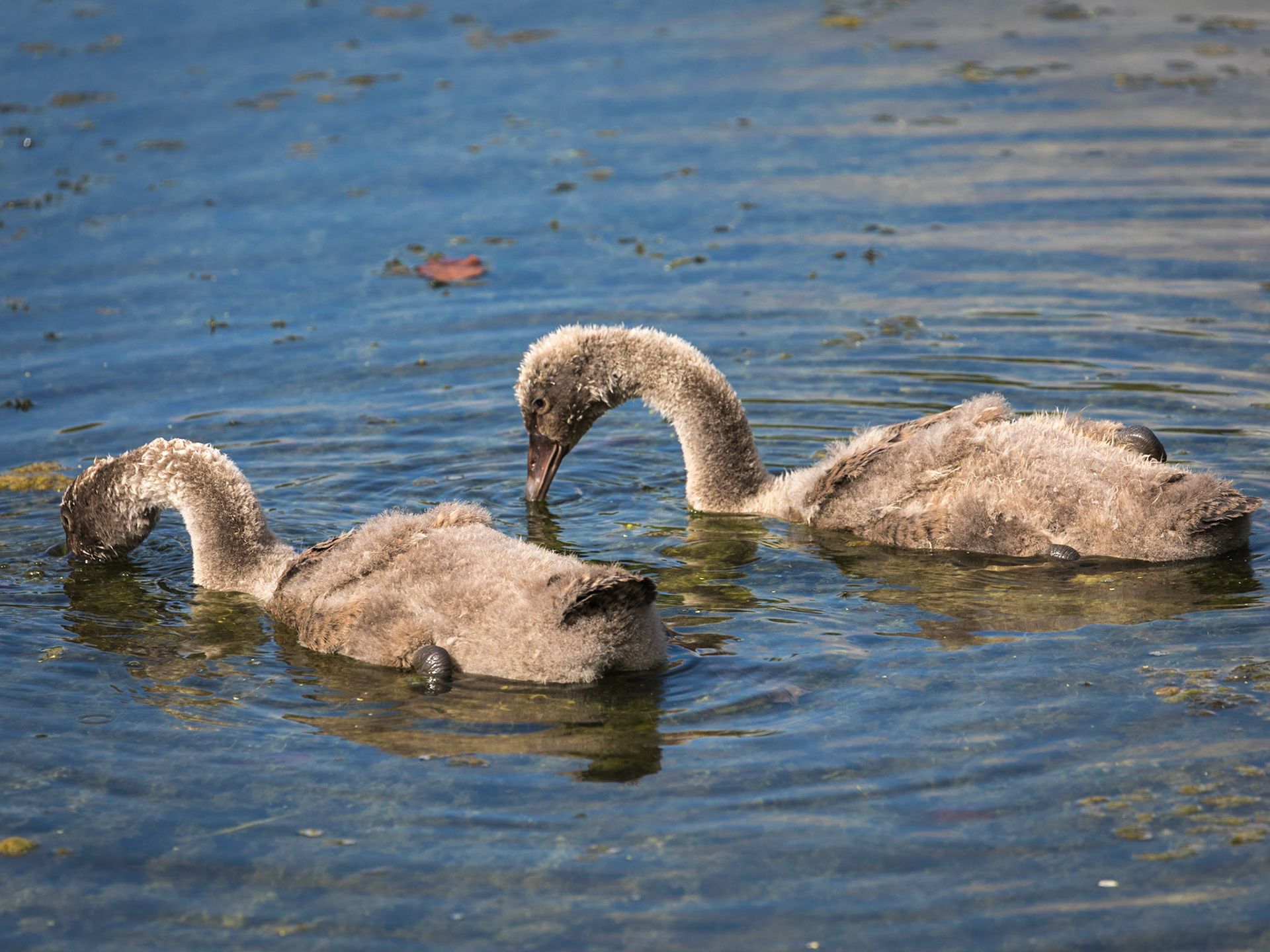 Black swan cygnets