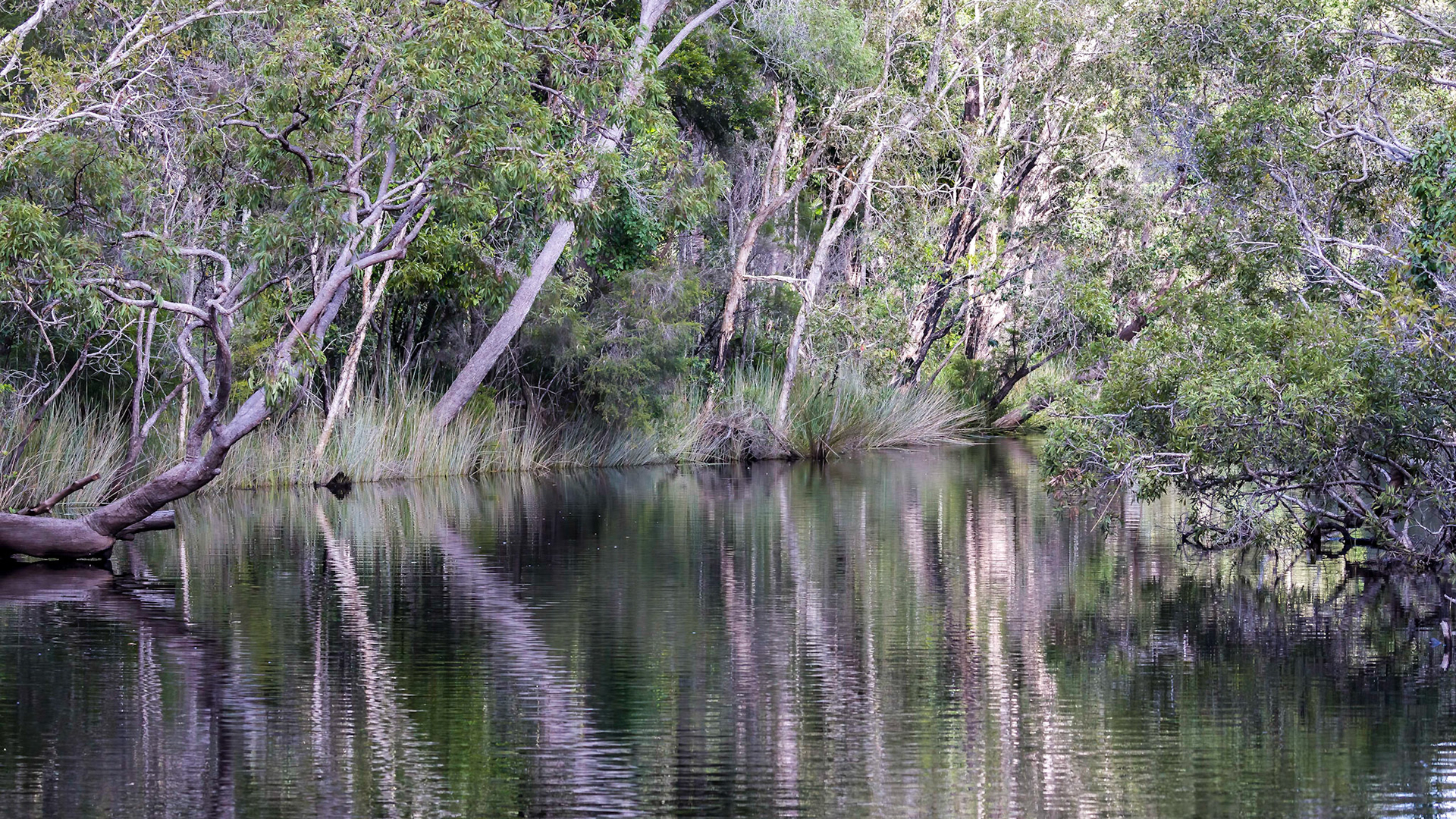 Passing through the Noosa Everglades