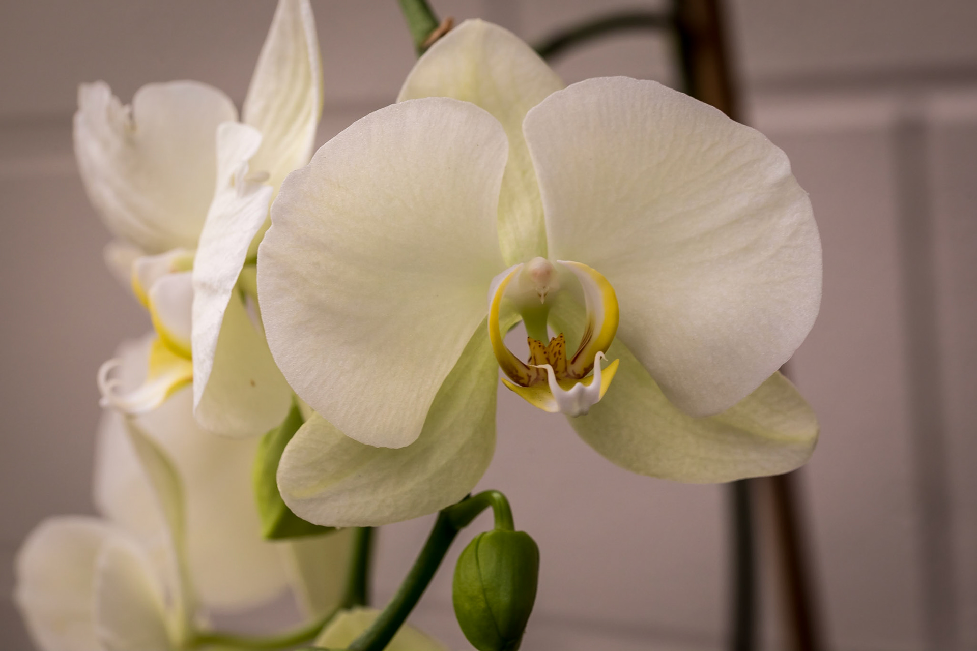 In the Orchid House, Hervey Bay Botanic Gardens