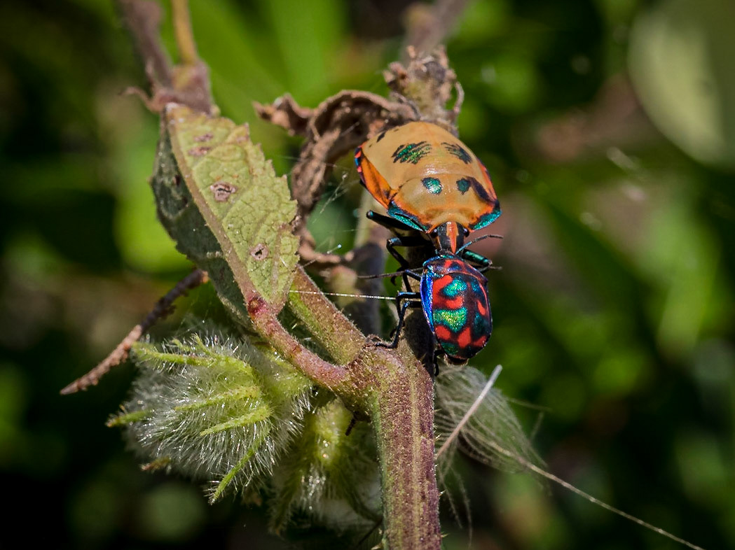 A pair of harlequin beetles