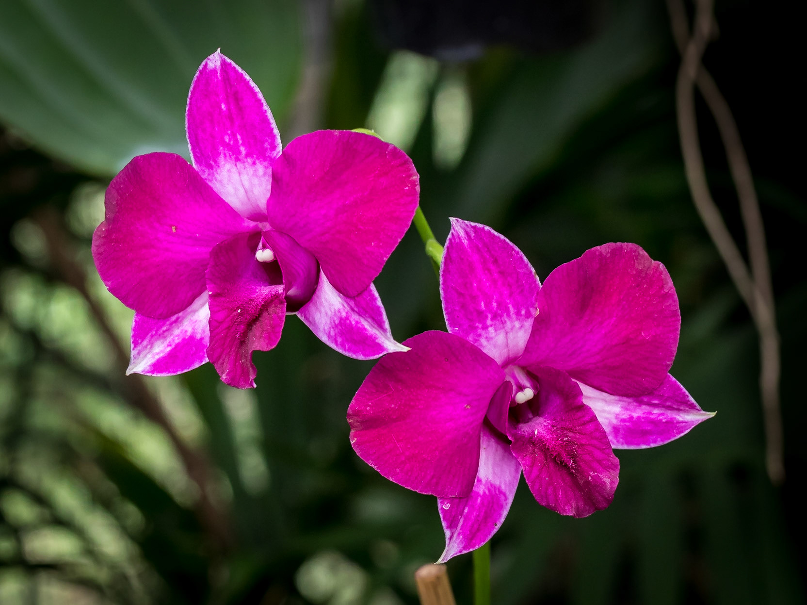In the Orchid House, Hervey Bay Botanic Gardens