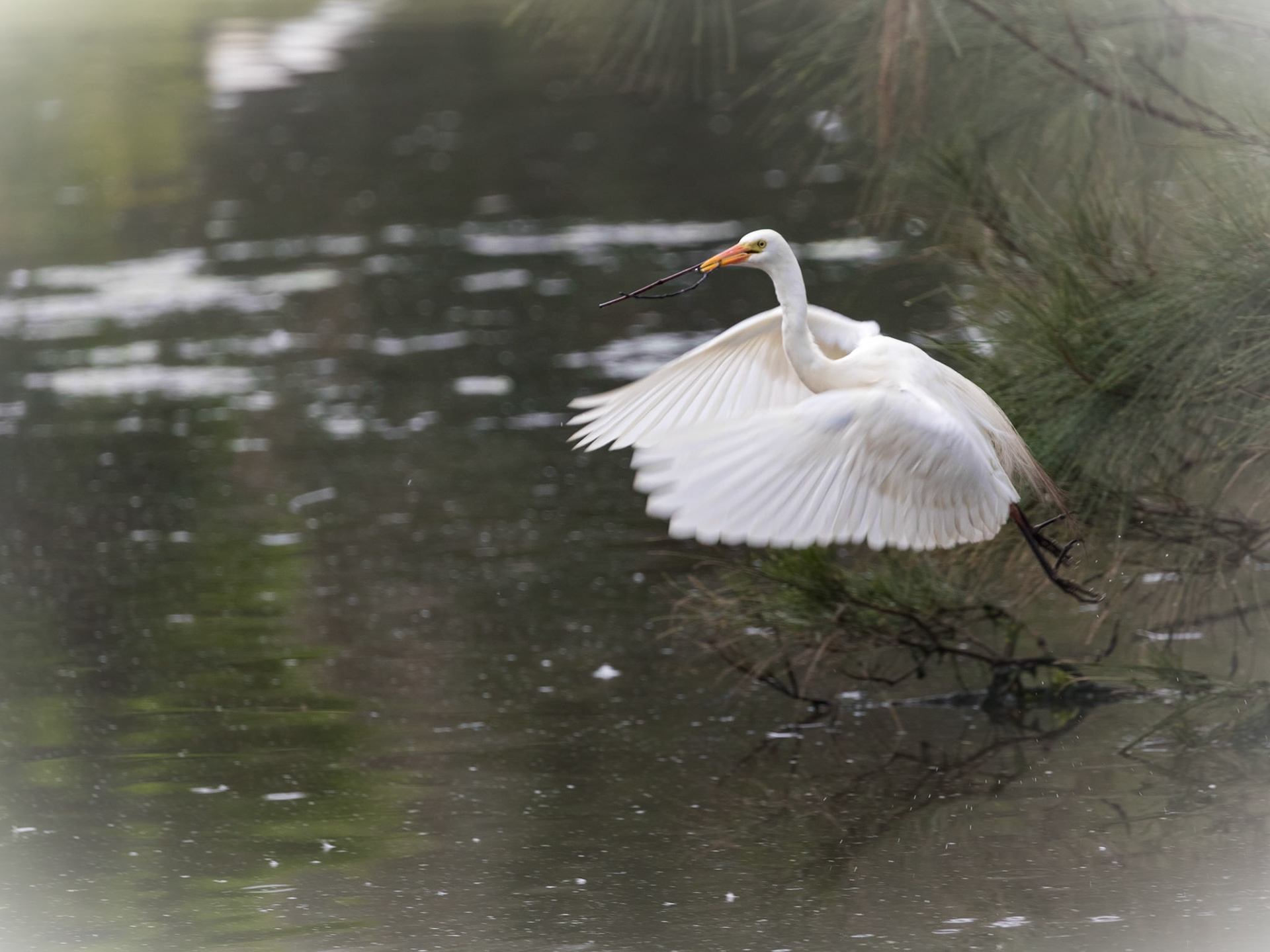 Intermediate Egret