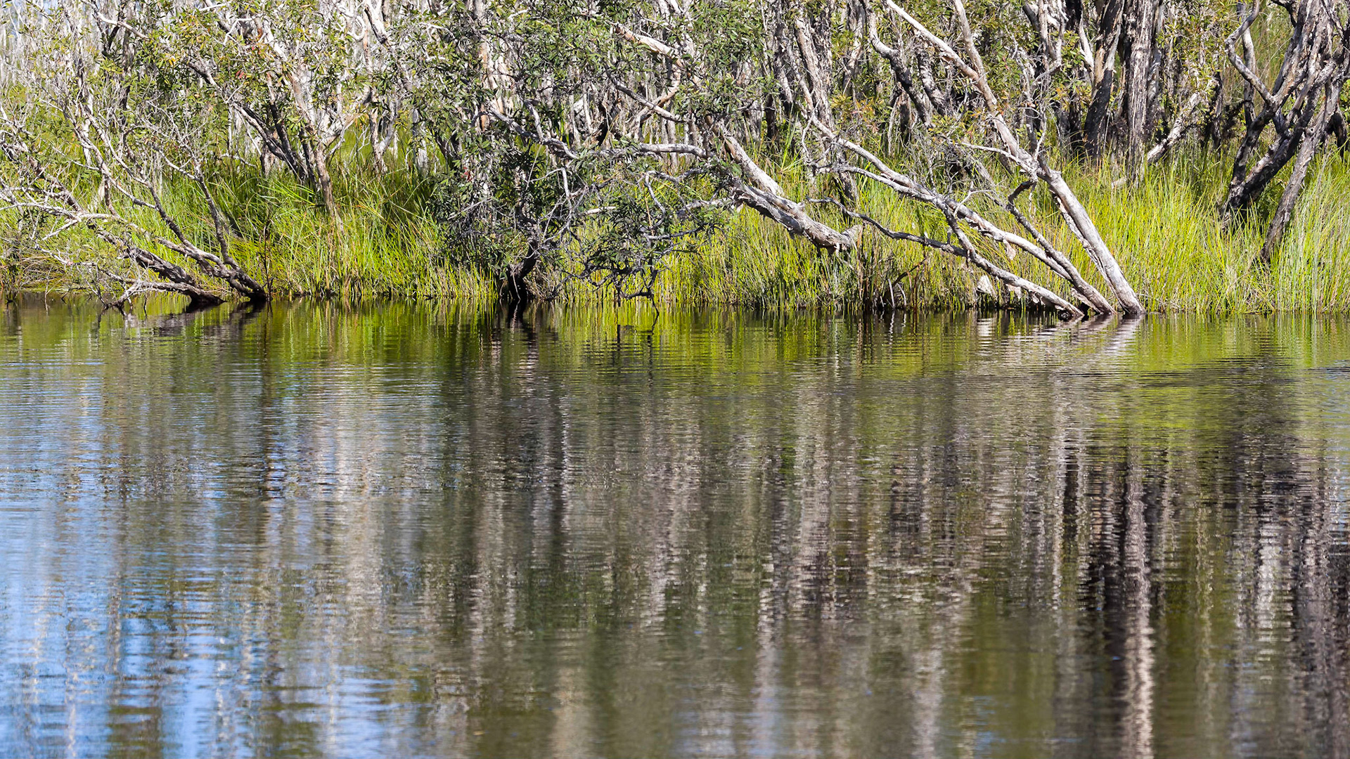 Passing through the Noosa Everglades