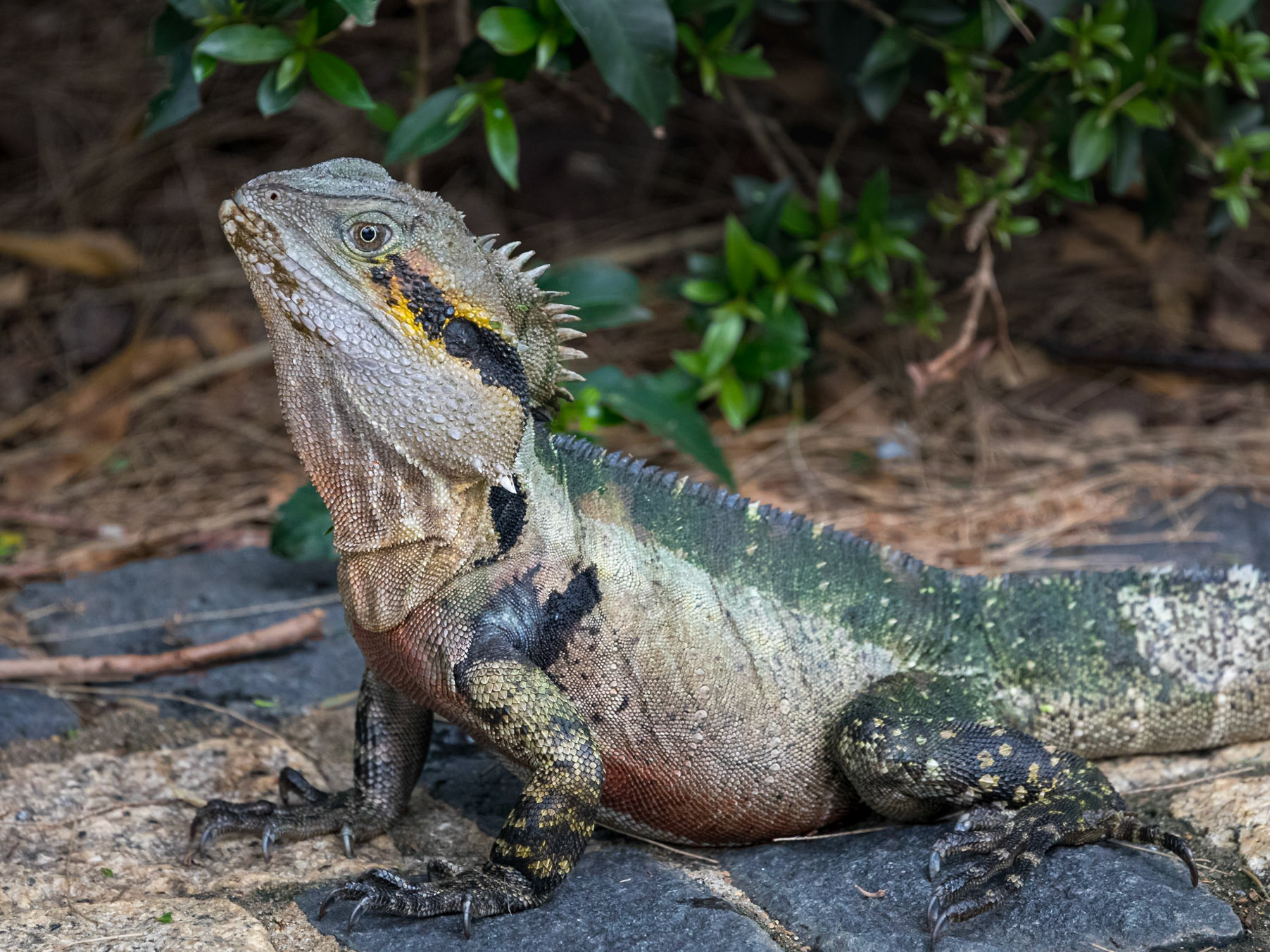 Australian Water Dragon