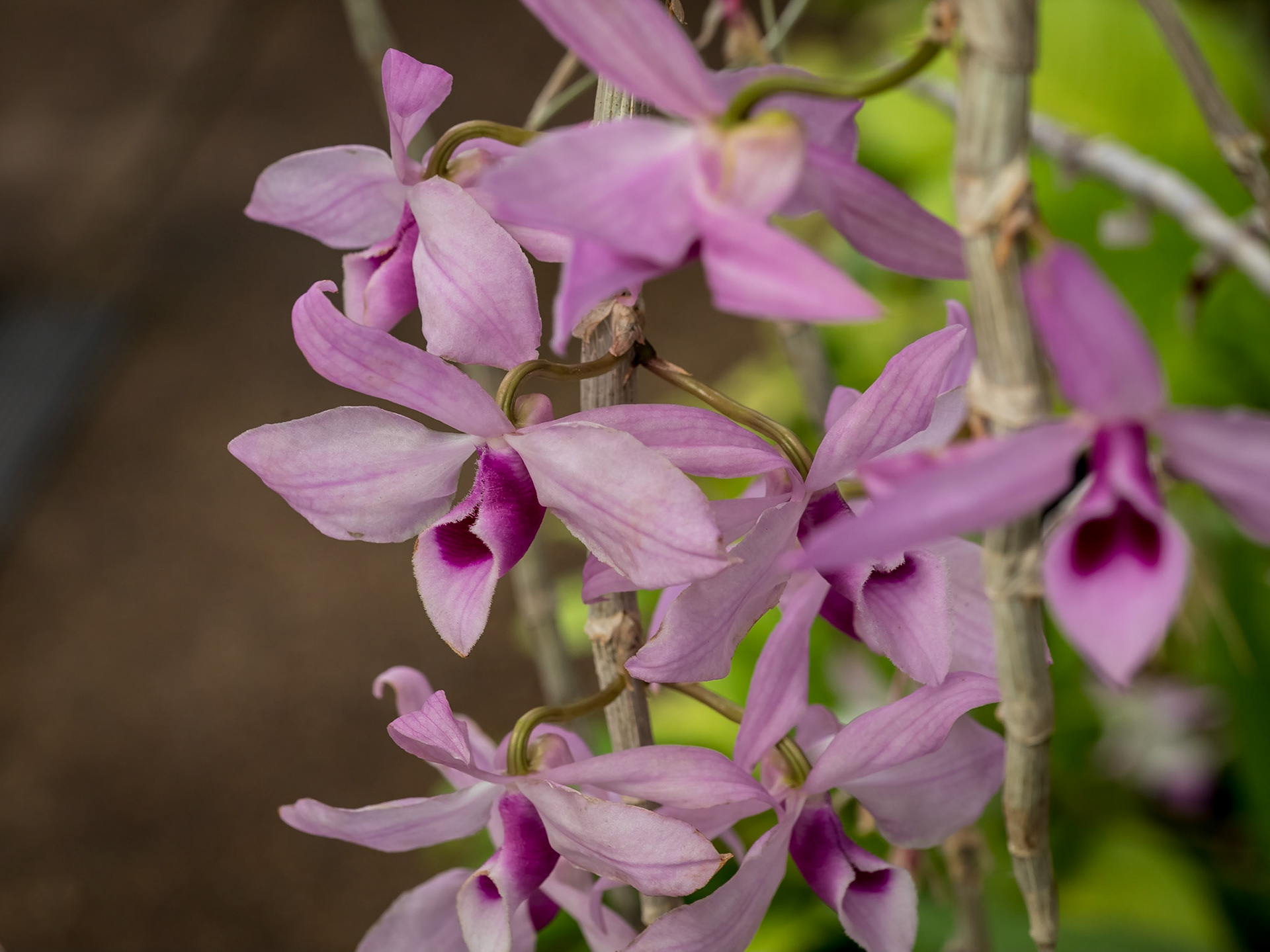 In the Orchid House, Hervey Bay Botanic Gardens