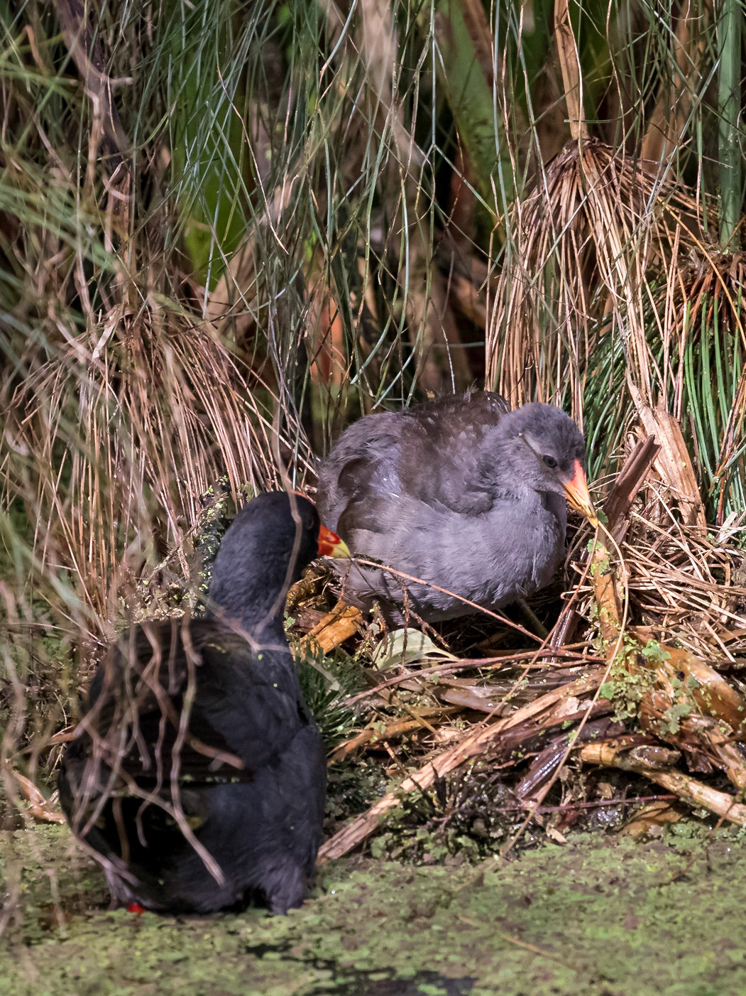 Swamp hen with chick on the nest