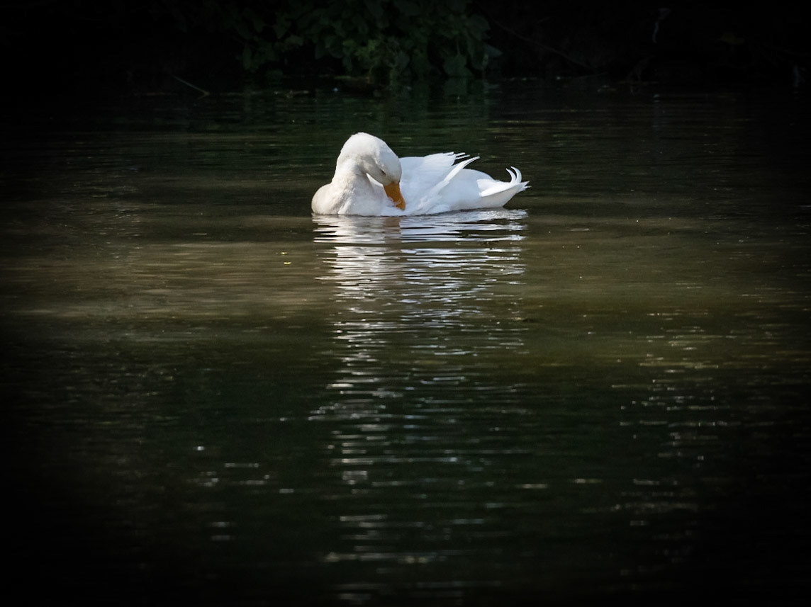 Baldwin Swamp Environment Park