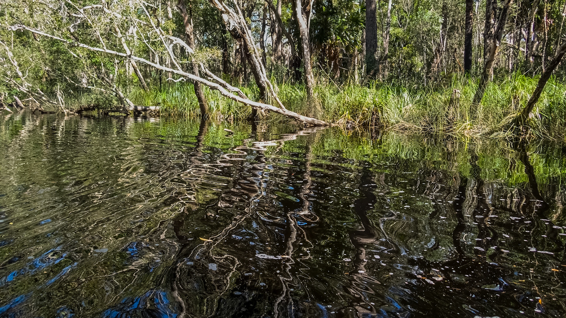 Passing through the Noosa Everglades