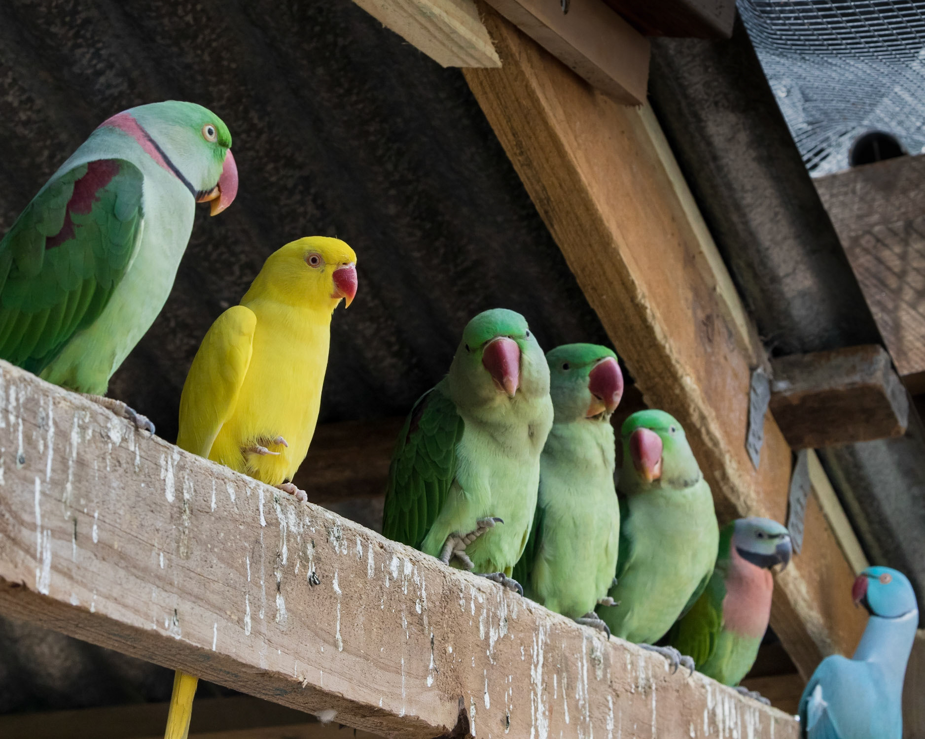 Flying High Bird Sanctuary