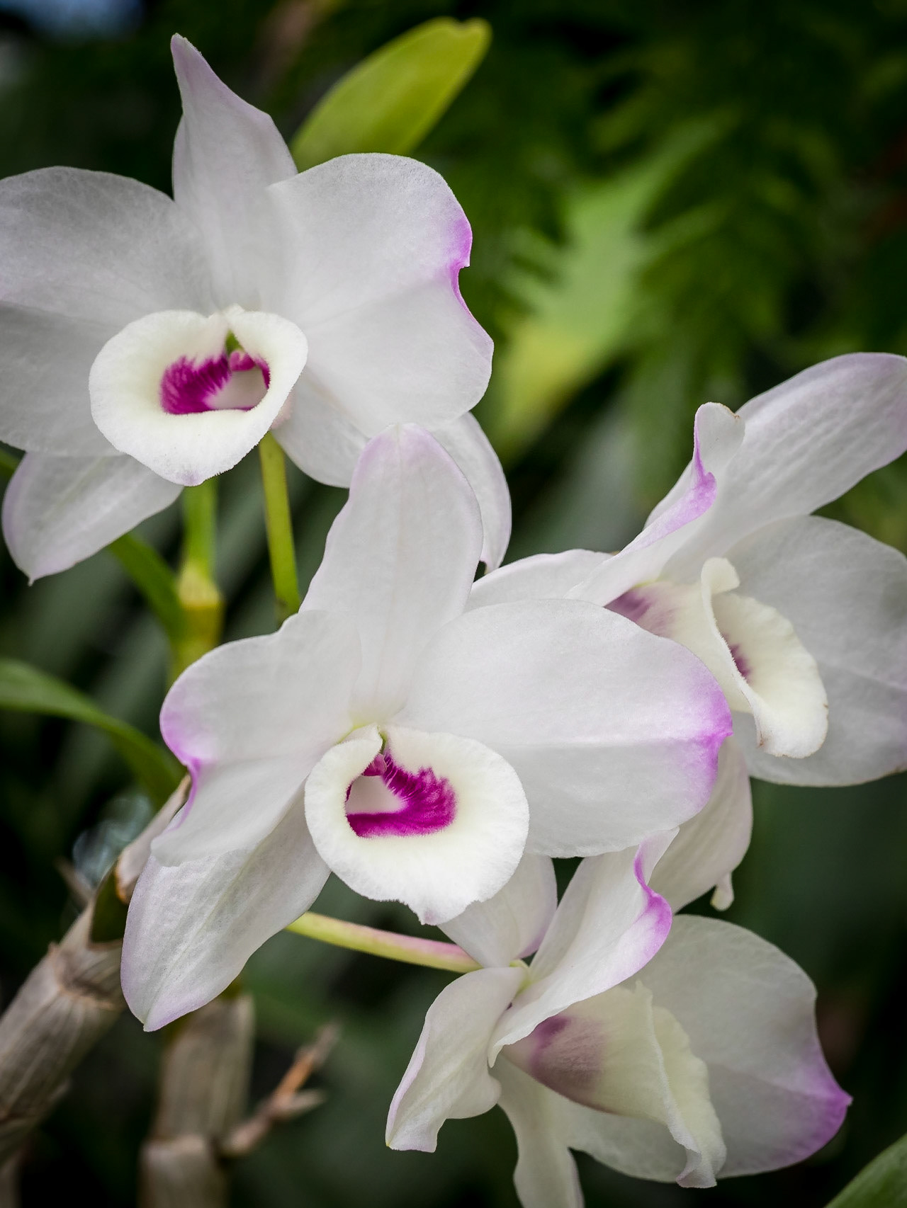 In the Orchid House, Hervey Bay Botanic Gardens