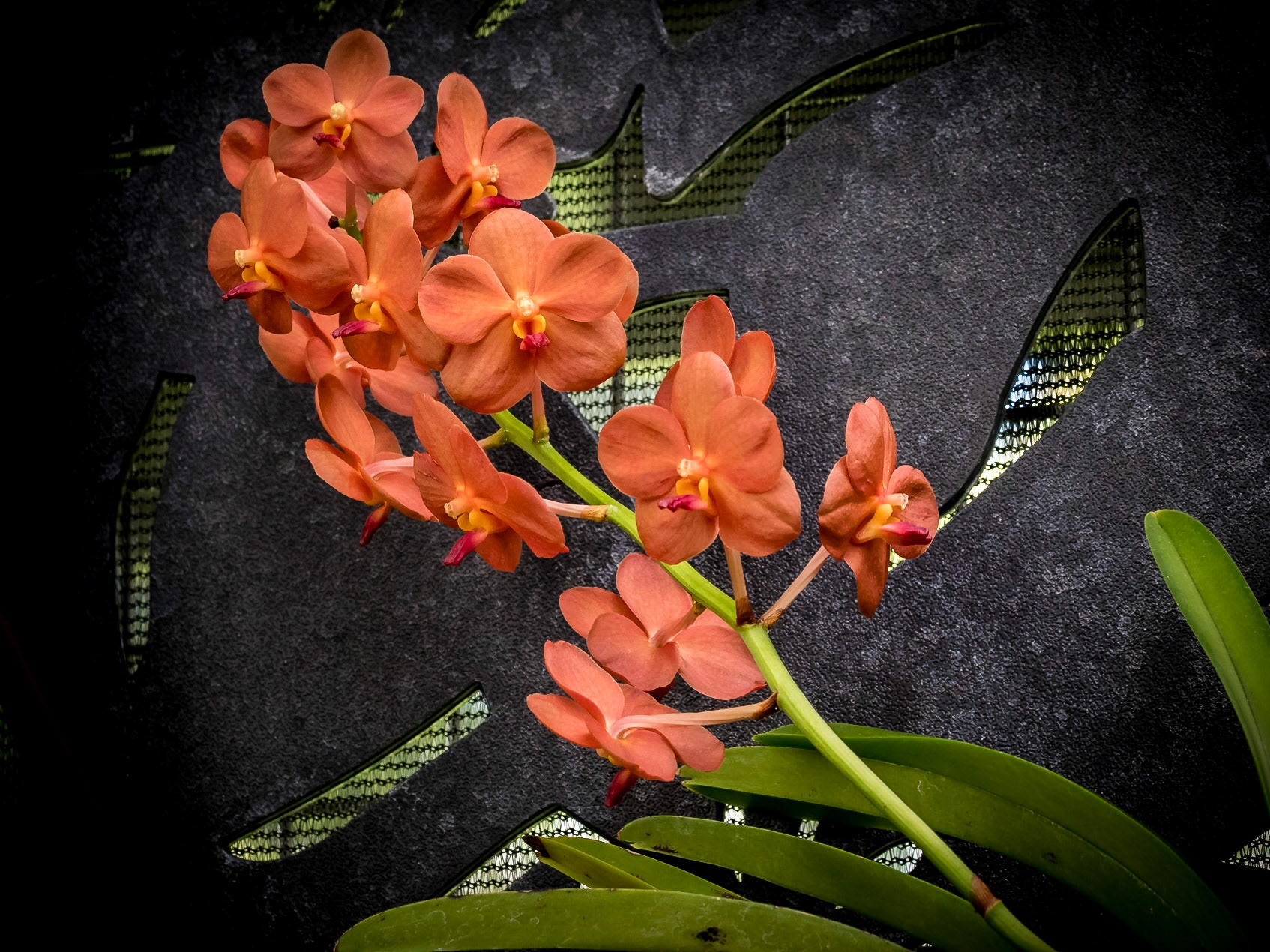 In the Orchid House, Hervey Bay Botanic Gardens