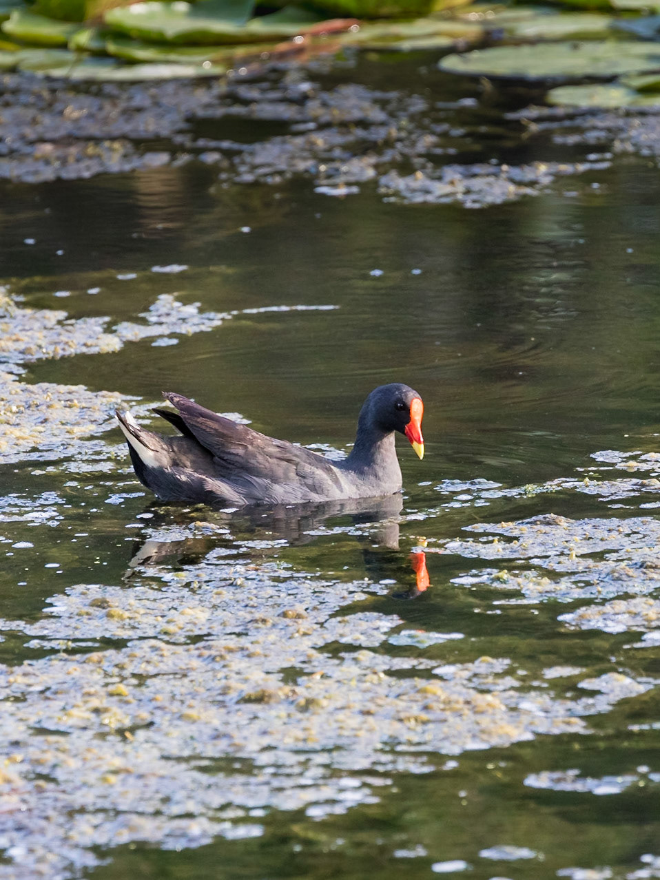 Dusky Moorhen