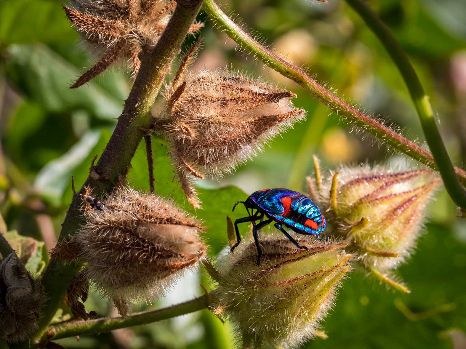 Harlequin Beetle