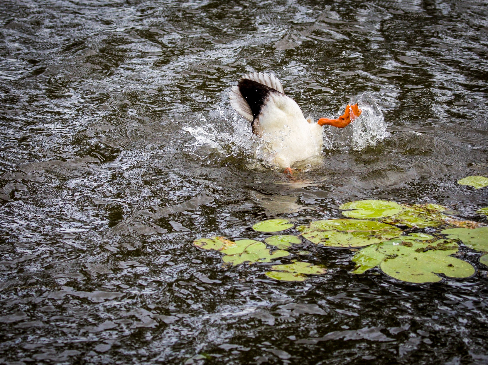 Birds of Hood's Lagoon