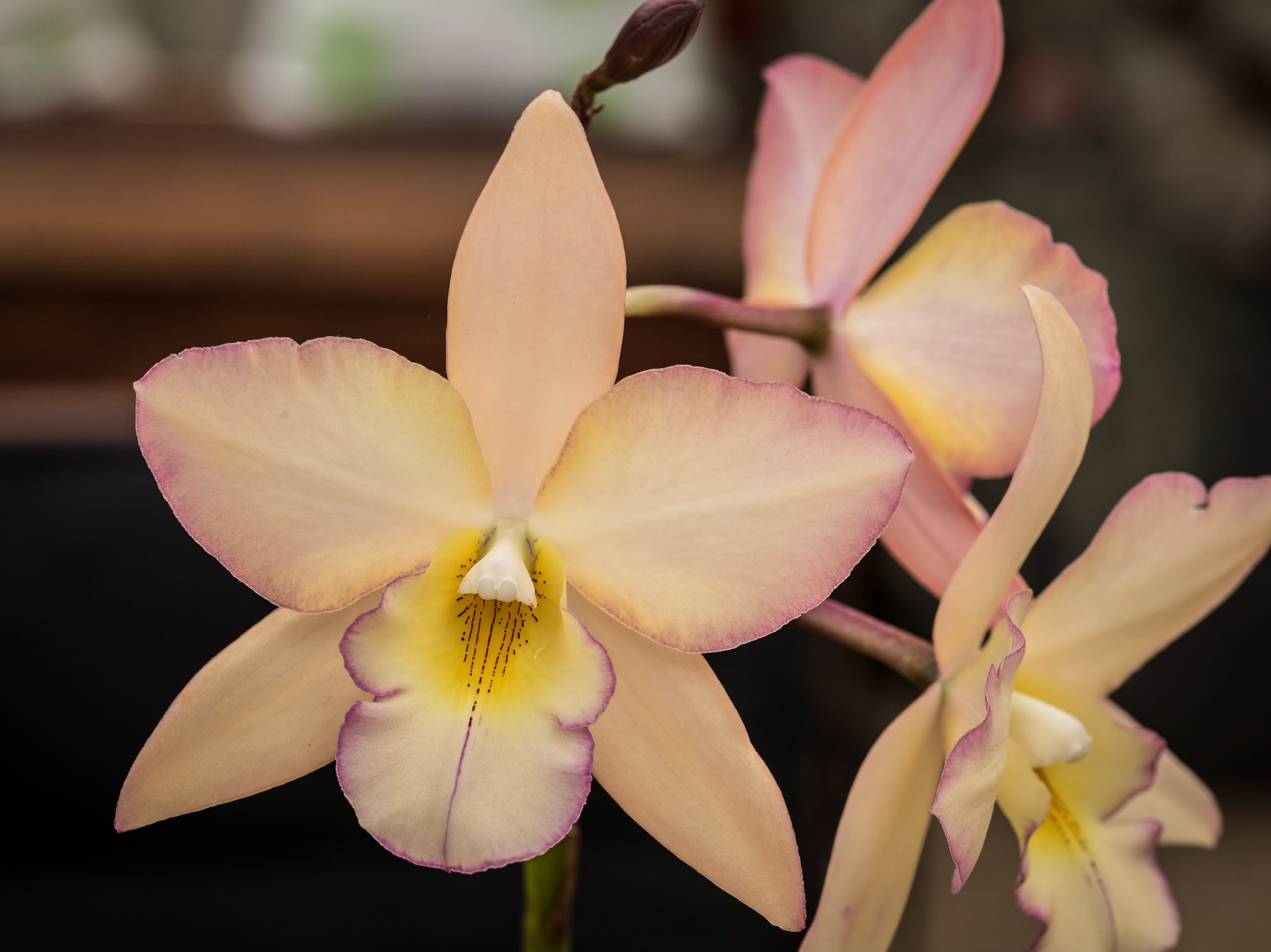 In the Orchid House, Hervey Bay Botanic Gardens