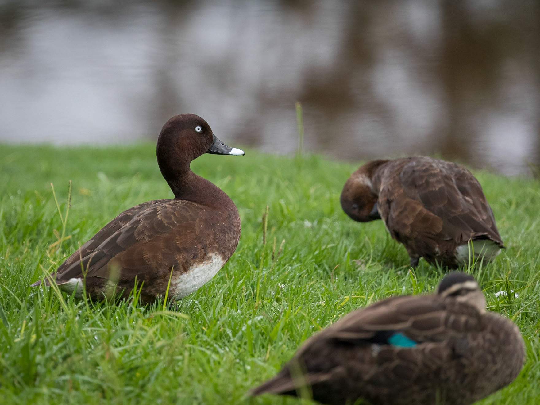 Hardhead Duck (male)