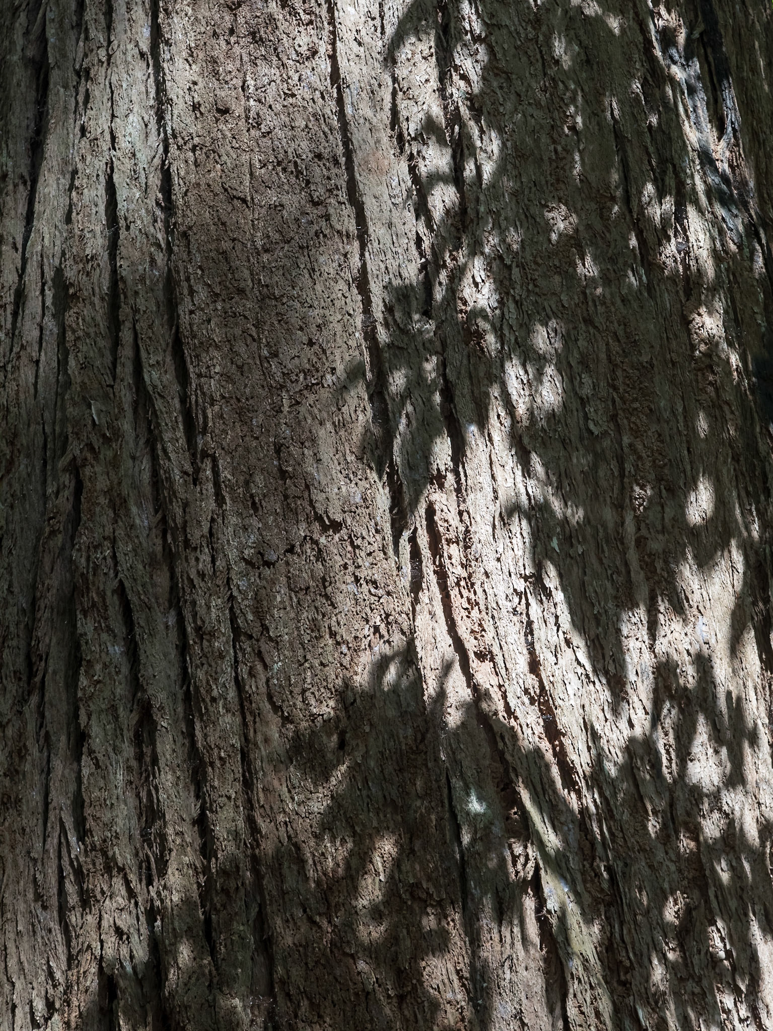 Pile Valley Rainforest, ancient Satinay trees