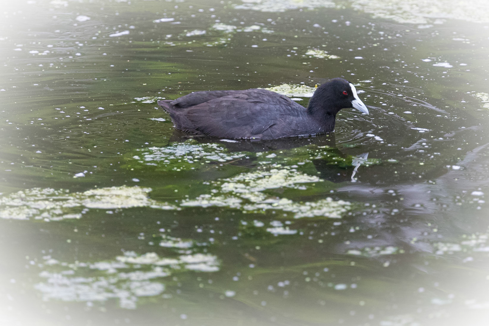 Eurasian Coot