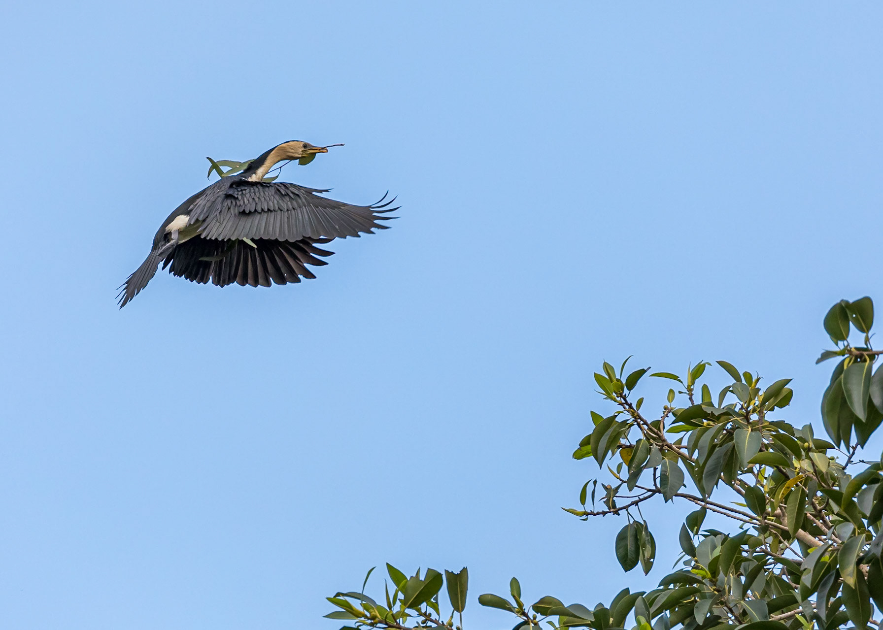 Cormorant
