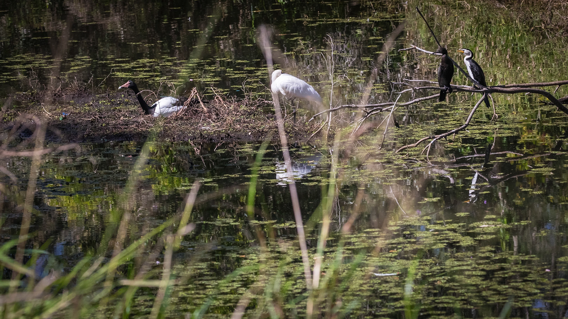 Baldwin Swamp Environment Park