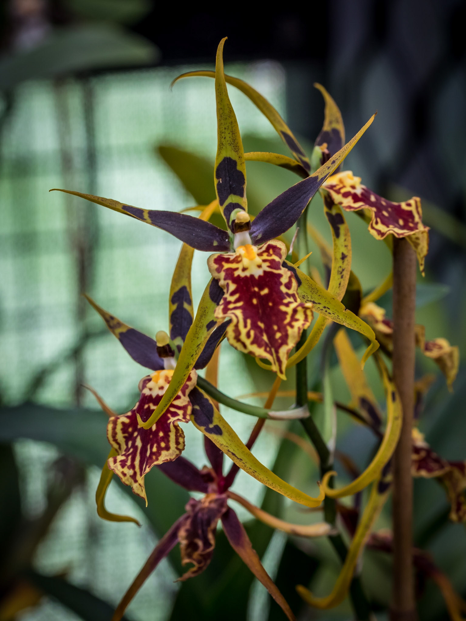 In the Orchid House, Hervey Bay Botanic Gardens