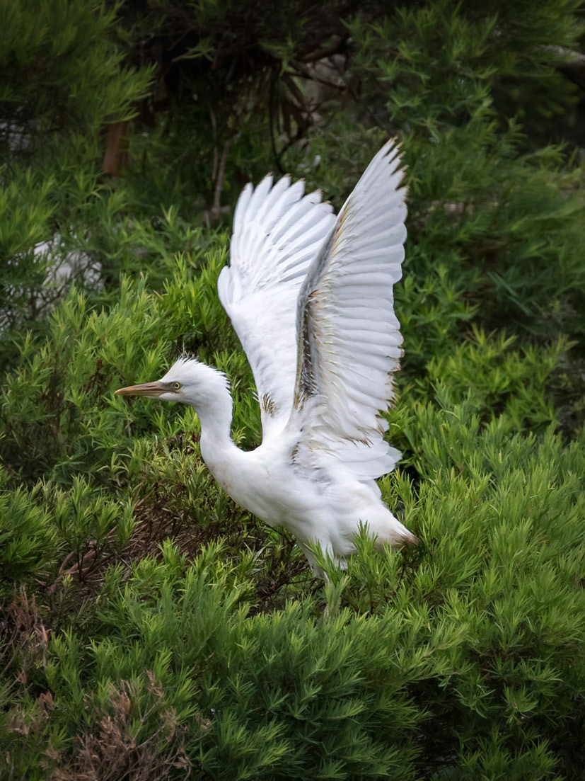 Juvenile cattle egret