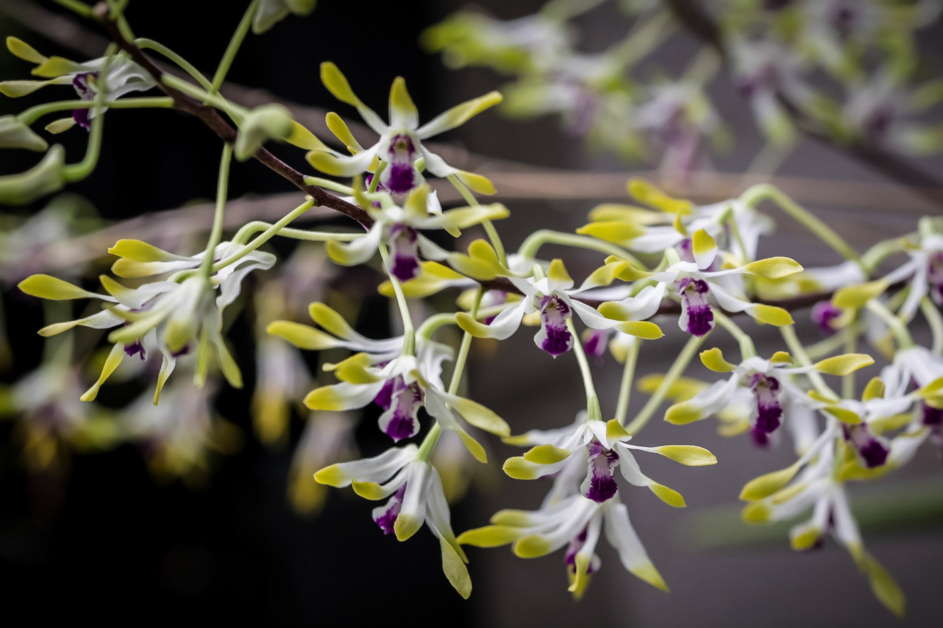 In the Orchid House, Hervey Bay Botanic Gardens