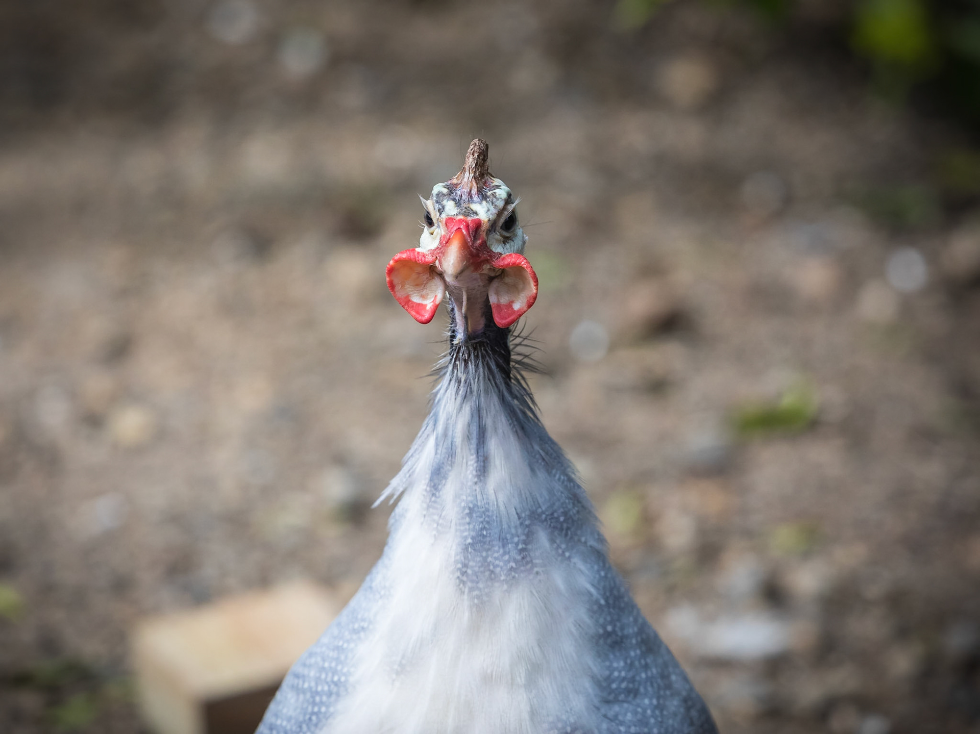 Flying High Bird Sanctuary