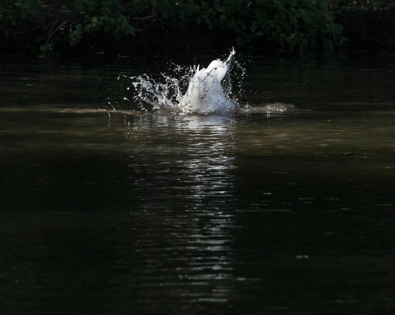 Baldwin Swamp Environment Park